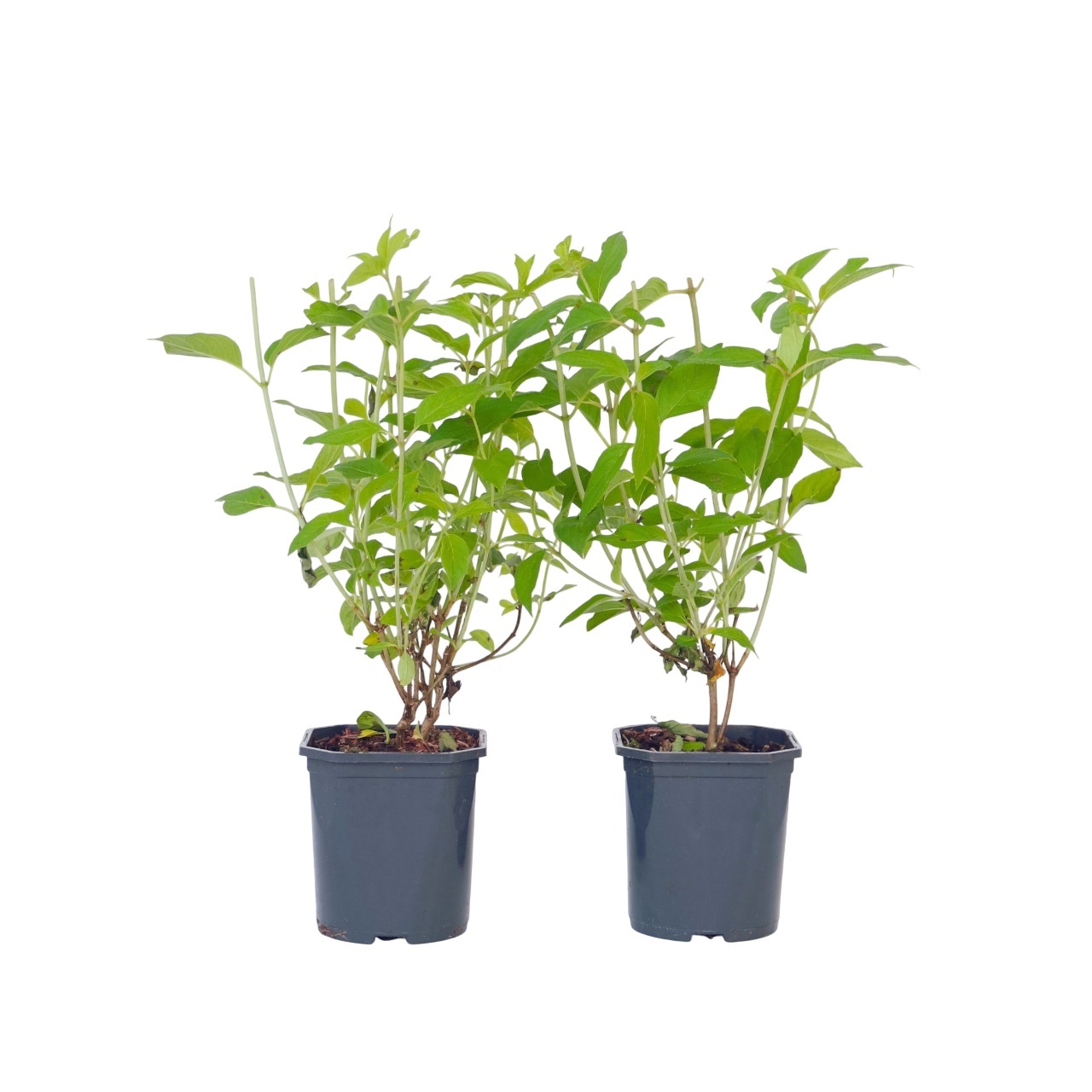 Pluimhortensia - Set van 2 - Hydrangea'Grandiflora'- Hoogte 30-40cm -⌀17cm afbeelding