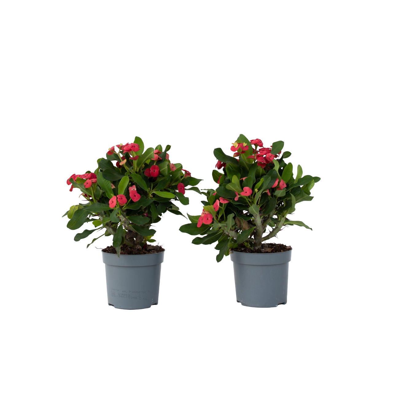 Christusdoorn - Set van 2 - Euphorbia'Milii'- Hoogte 25-35cm -⌀13cm afbeelding