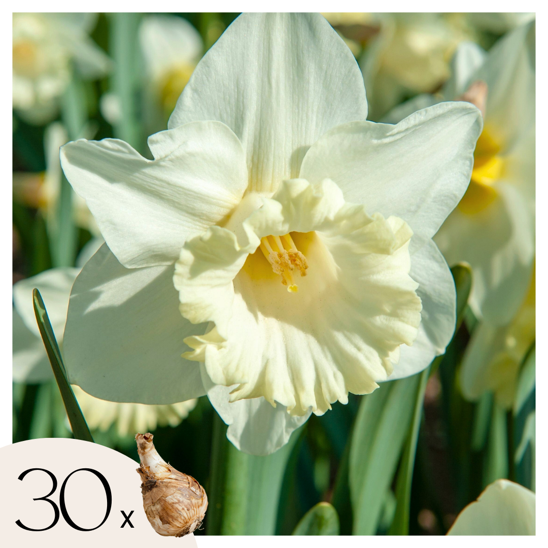 Narcissen - Set van 30 - Narcissus'Mount Hood'- Bloembollen - Wit afbeelding
