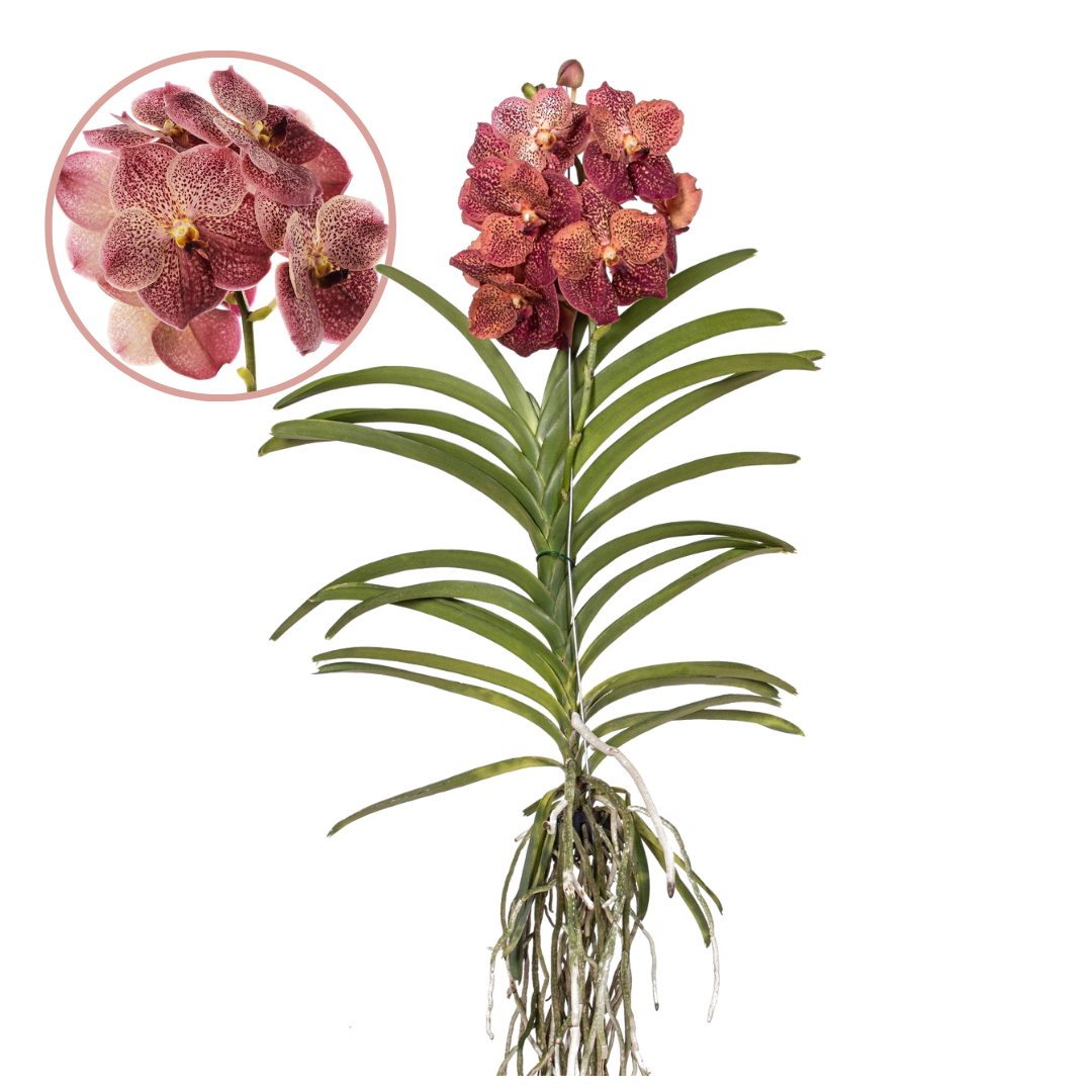 Orchidee - Vanda'Leopard Coral'- Hoogte 80-90cm afbeelding