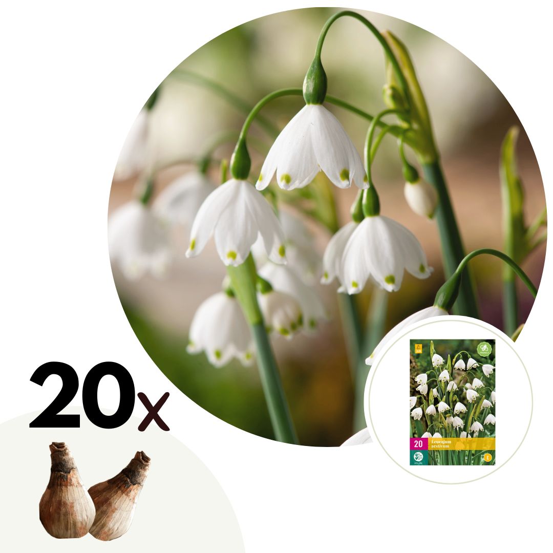 Zomerklokje - Set van 20 - Leucojum aestivum - Bloembollen - Wit afbeelding