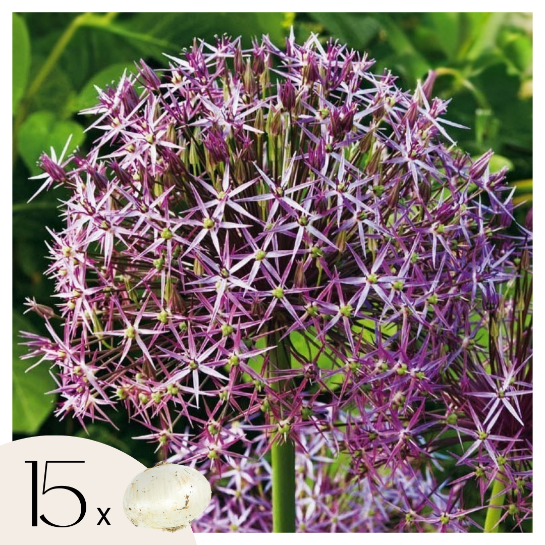 Alliumbollen - Set van 15 - Allium'Christophii'- Bloembollen - Paars afbeelding