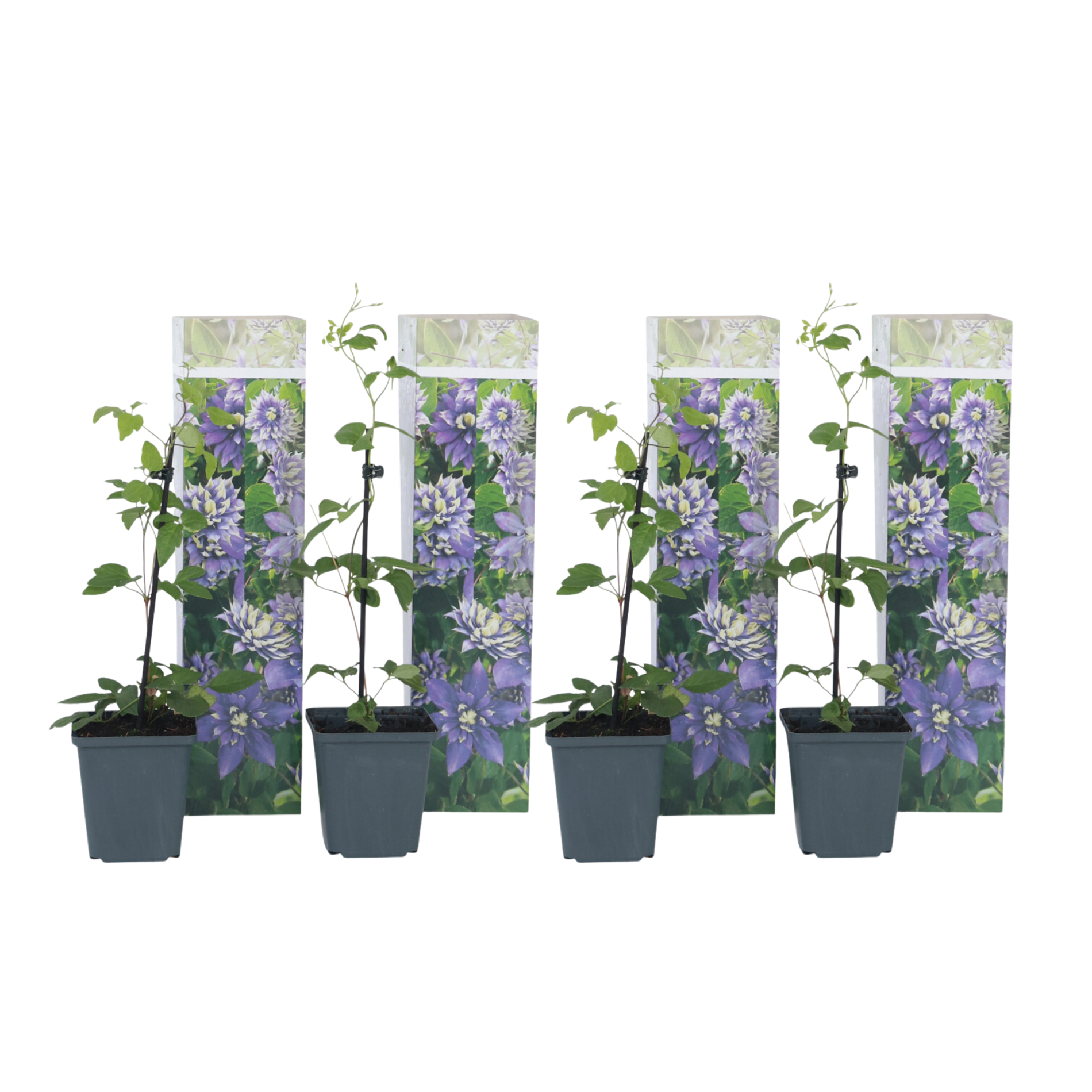 Bosrank - Set van 4 - Clematis hybrid'Taiga'- Hoogte 25-40cm -⌀9cm afbeelding