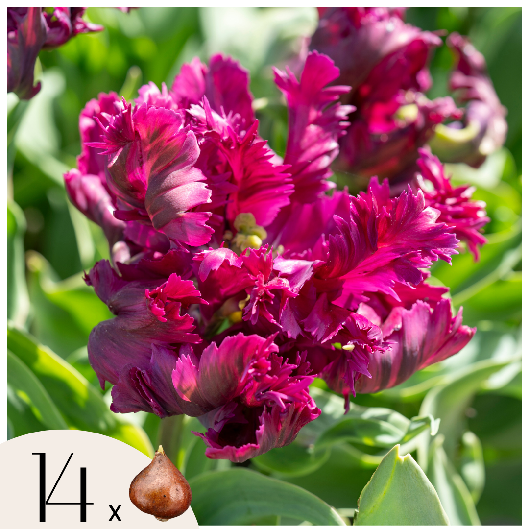 Tulpenbollen - Set van 14 - Tulipa'Parrot Negrita'- Bloembollen - Paars afbeelding
