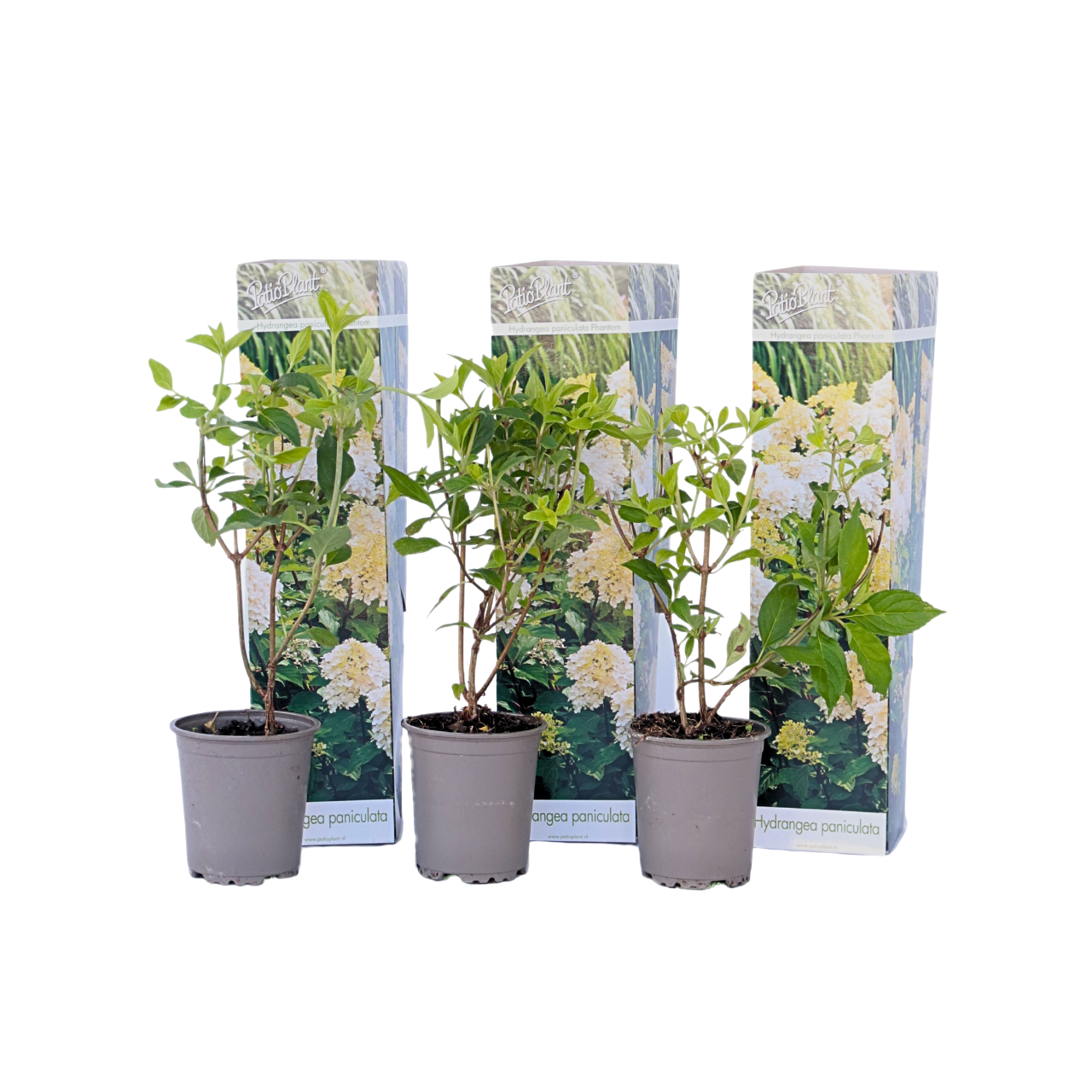 Pluimhortensia - Set van 3 - Hydrangea'Phantom'- Hoogte 25-40cm -⌀9cm afbeelding