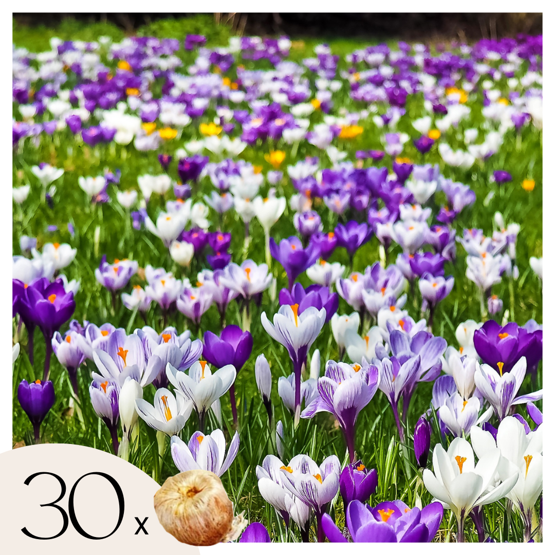 Krokusbollen - Set van 30 - Crocus'Large Flowering Mix'- Bloembollen afbeelding