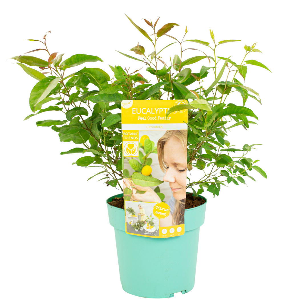 Citroeneucalyptus - Eucalyptus'Citriodora'- Hoogte 40-50cm -⌀19cm afbeelding