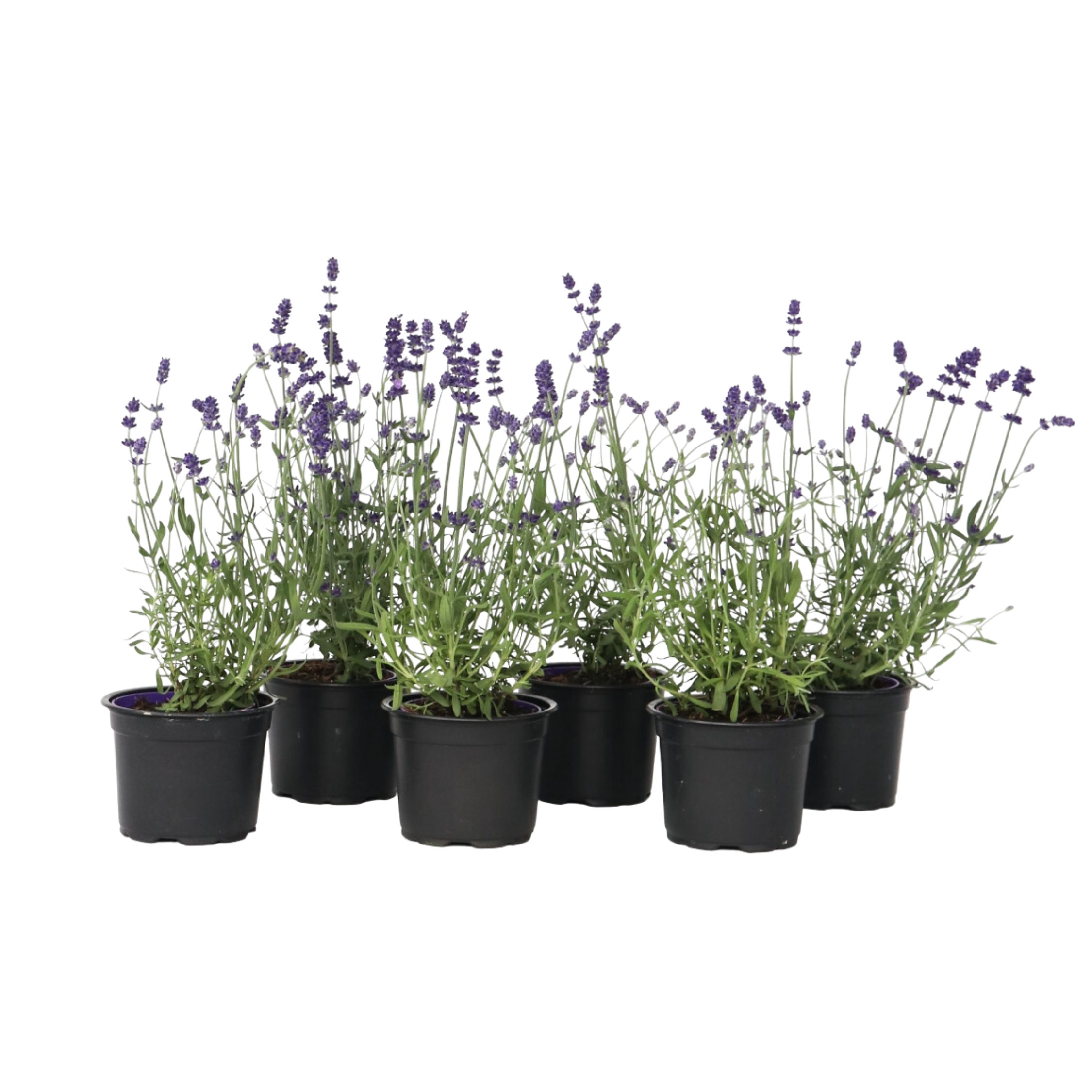 Lavendel - Set van 6 - Lavandula angustifolia - Hoogte 10-15cm -⌀10,5cm afbeelding