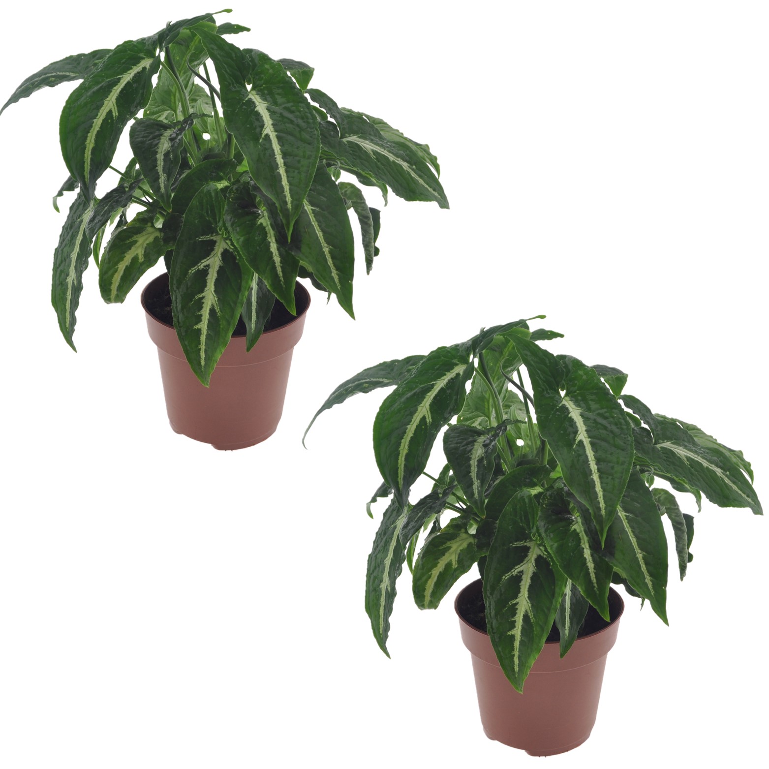 Pijlplant - Set van 2 - Syngonium'Wendlandii'- Hoogte 20-30cm -⌀12cm afbeelding