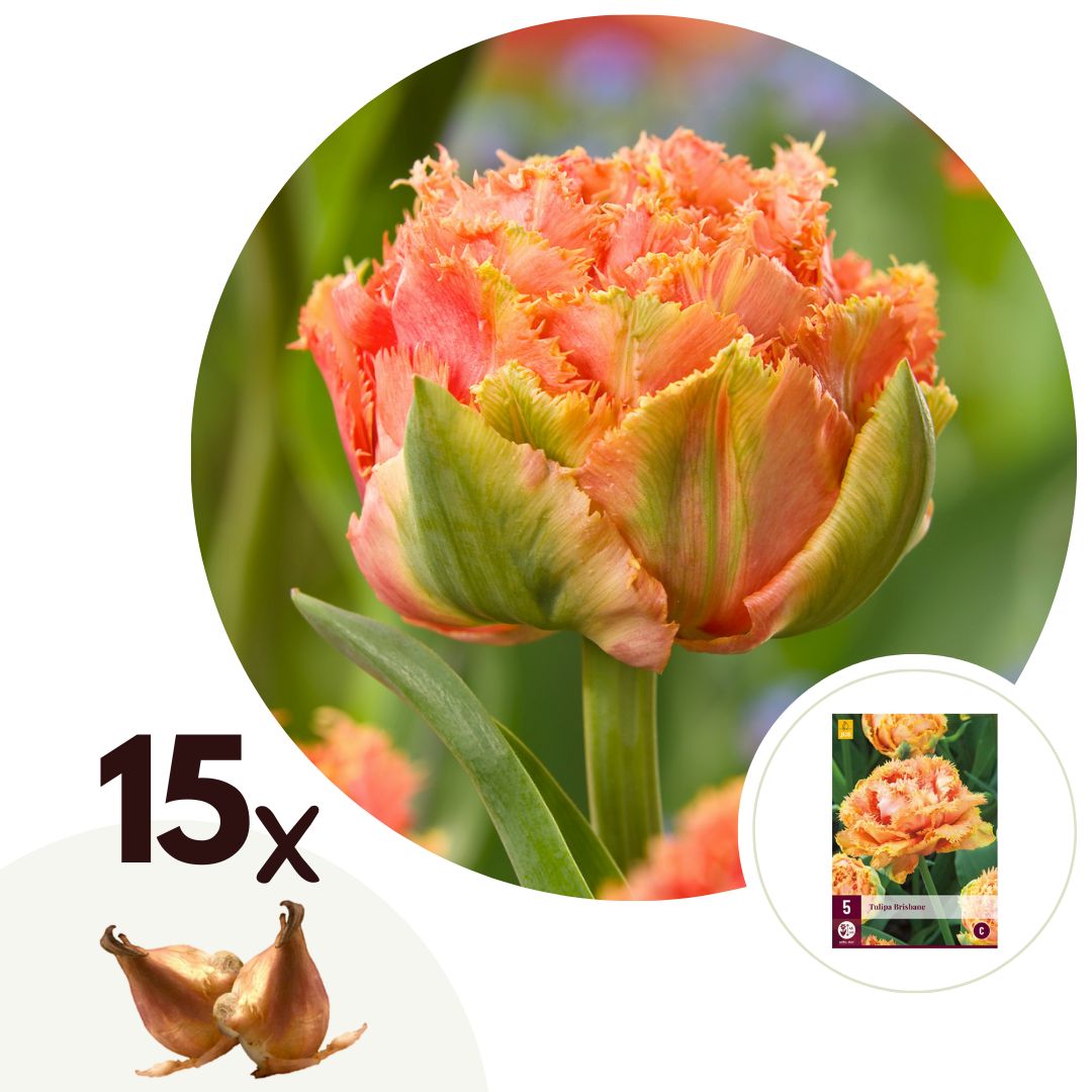 Tulpenbollen - Set van 15 - Tulipa'Brisbane'- Bloembollen - Roze afbeelding