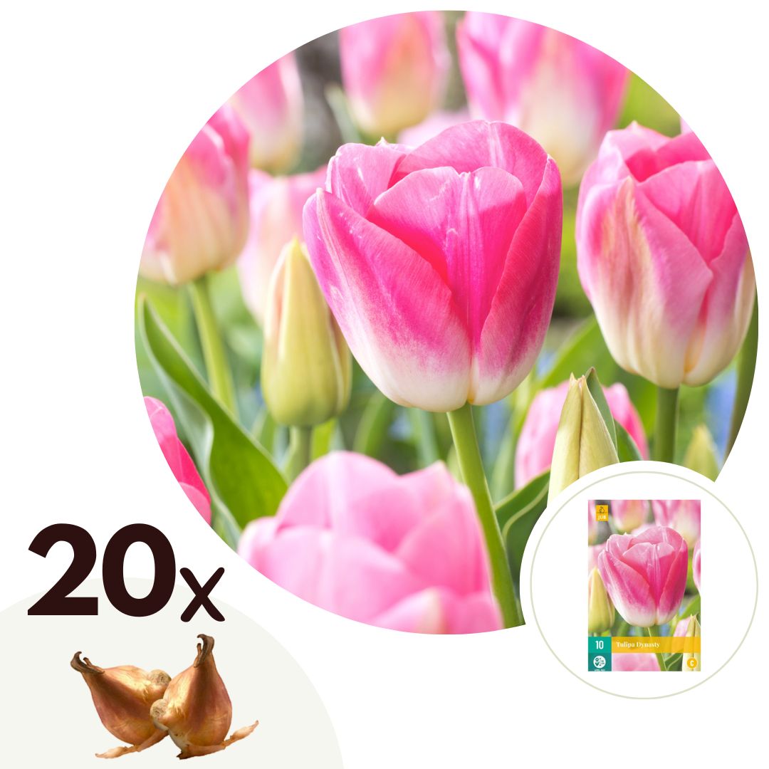Tulpenbollen - Set van 20 - Tulipa'Dynasty'- Bloembollen - Roze afbeelding