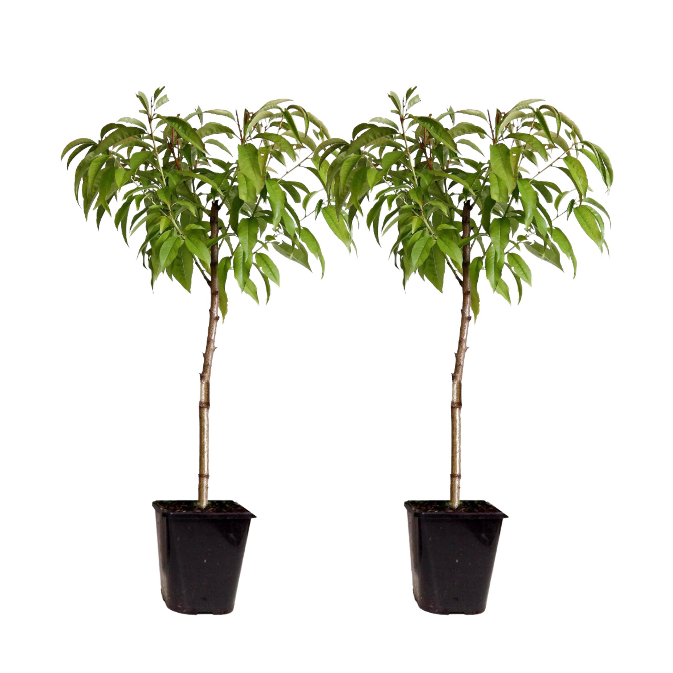 Dwergperzik - Set van 2 - Prunus persica'Saturne'- Hoogte 60-70cm -⌀15cm afbeelding