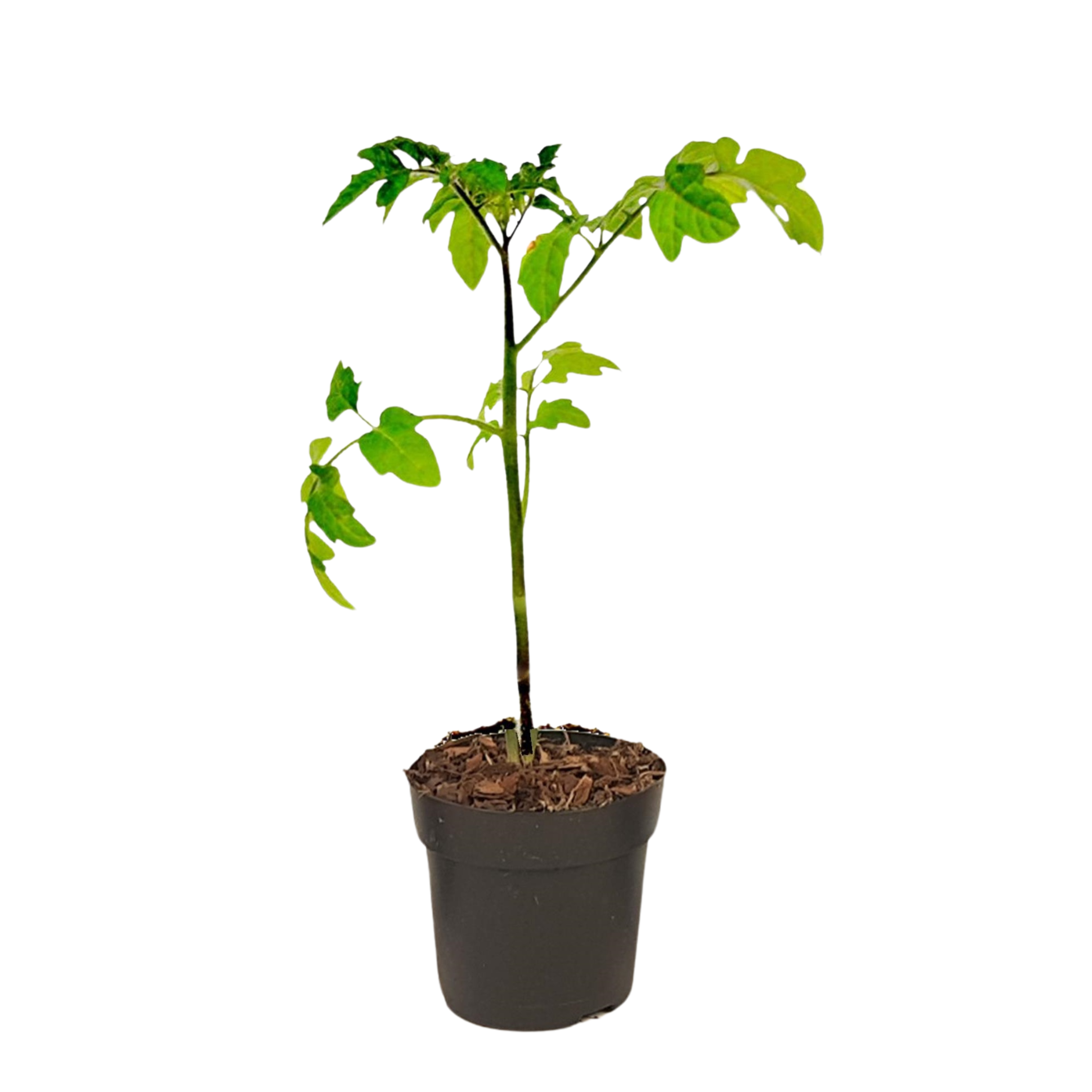 Tomaat-Aardappelplant - Solanum'Tomtato'- Hoogte 25-40cm -⌀10,5cm afbeelding