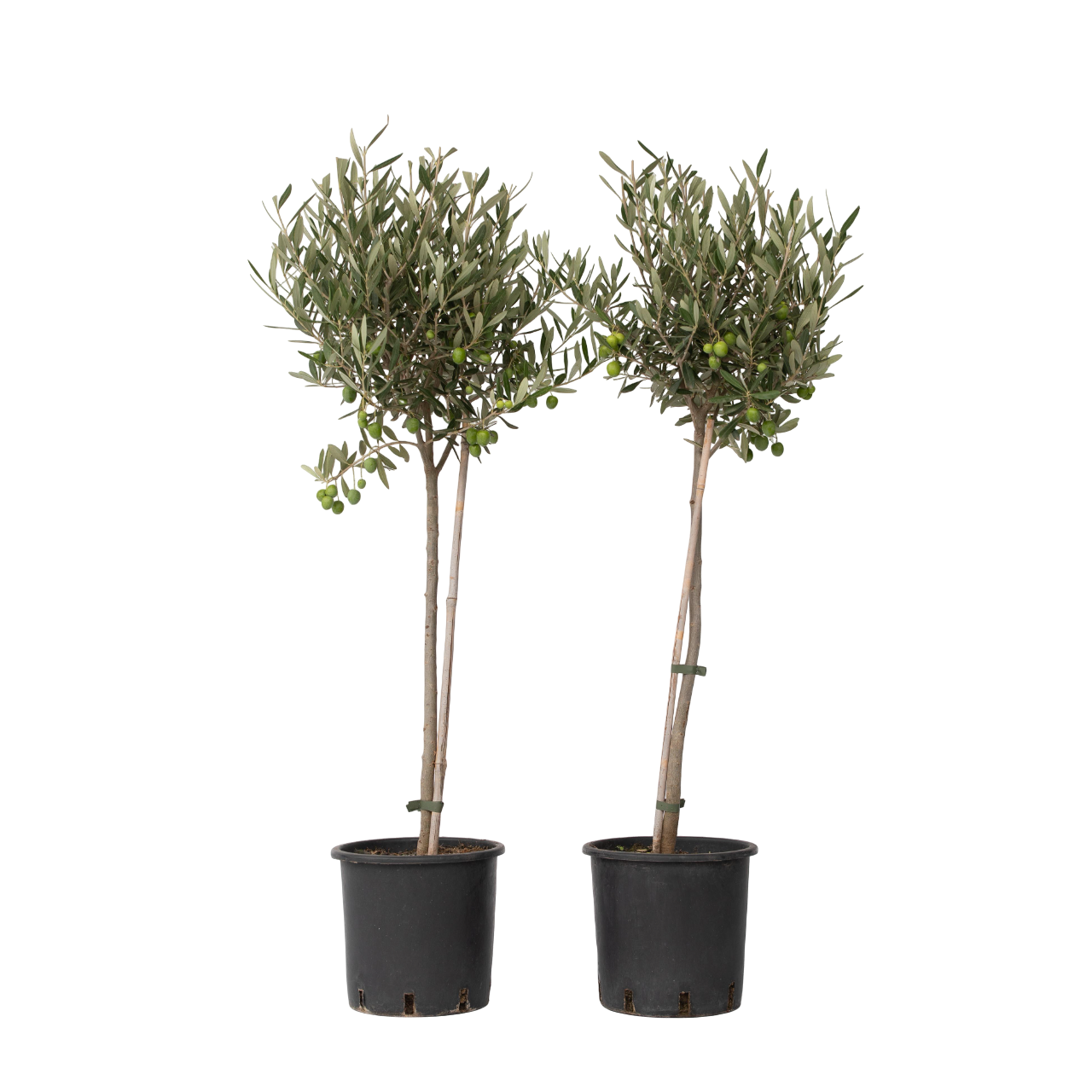 Olijfboom - Set van 2 - Olea europaea - Hoogte 80-90cm -⌀19cm afbeelding