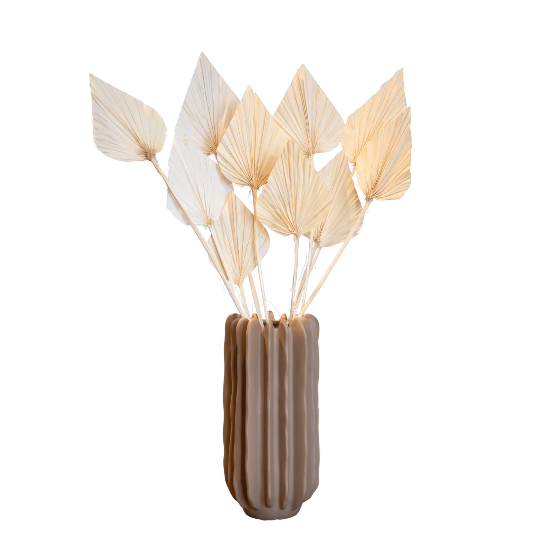 Droogbloemen - Set van 10 - Boeket'Palmspear Bleached White'- Droogbloemen afbeelding