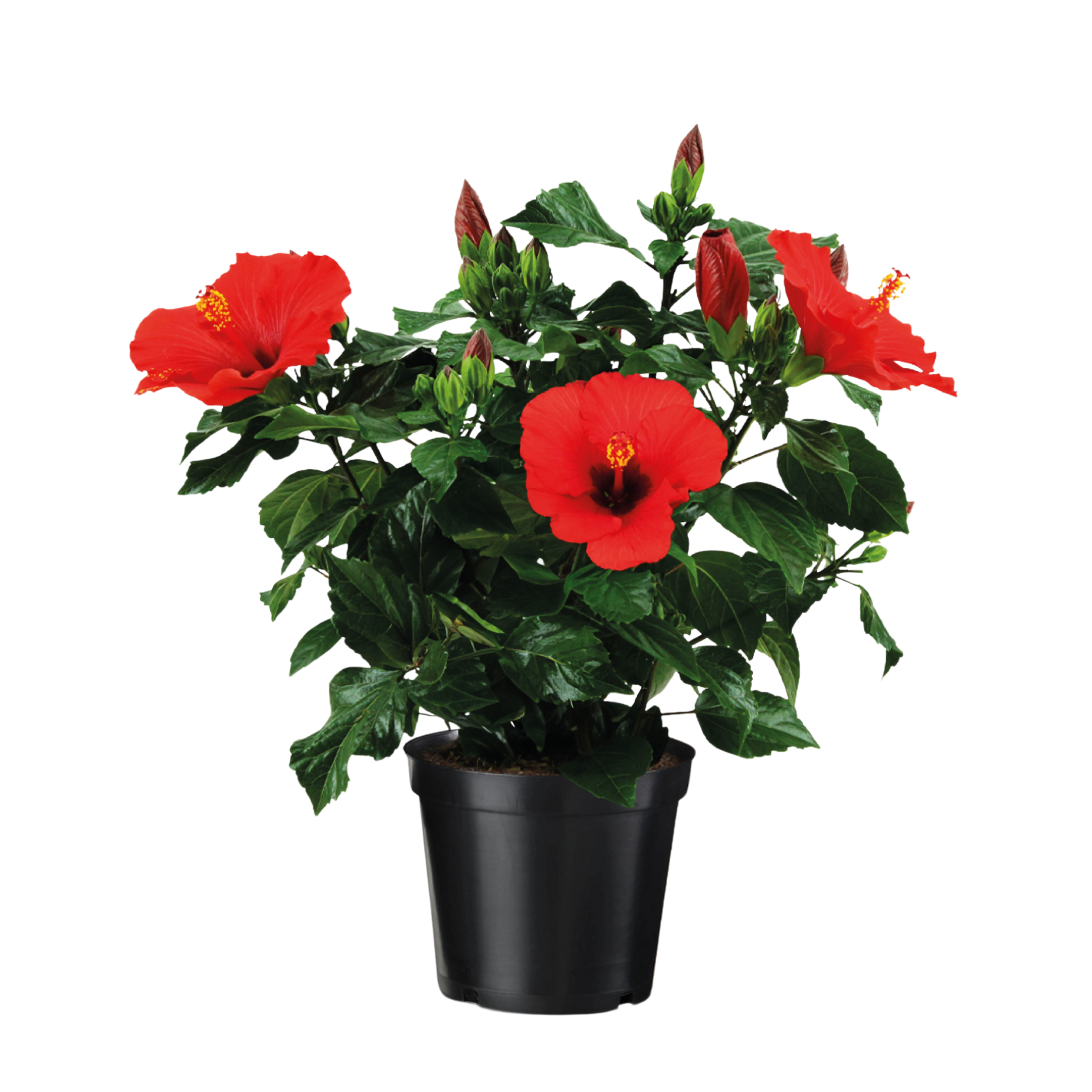 Chinese roos - Hibiscus rosa-sinensis - Rood -⌀17cm - Hoogte 40-50cm afbeelding