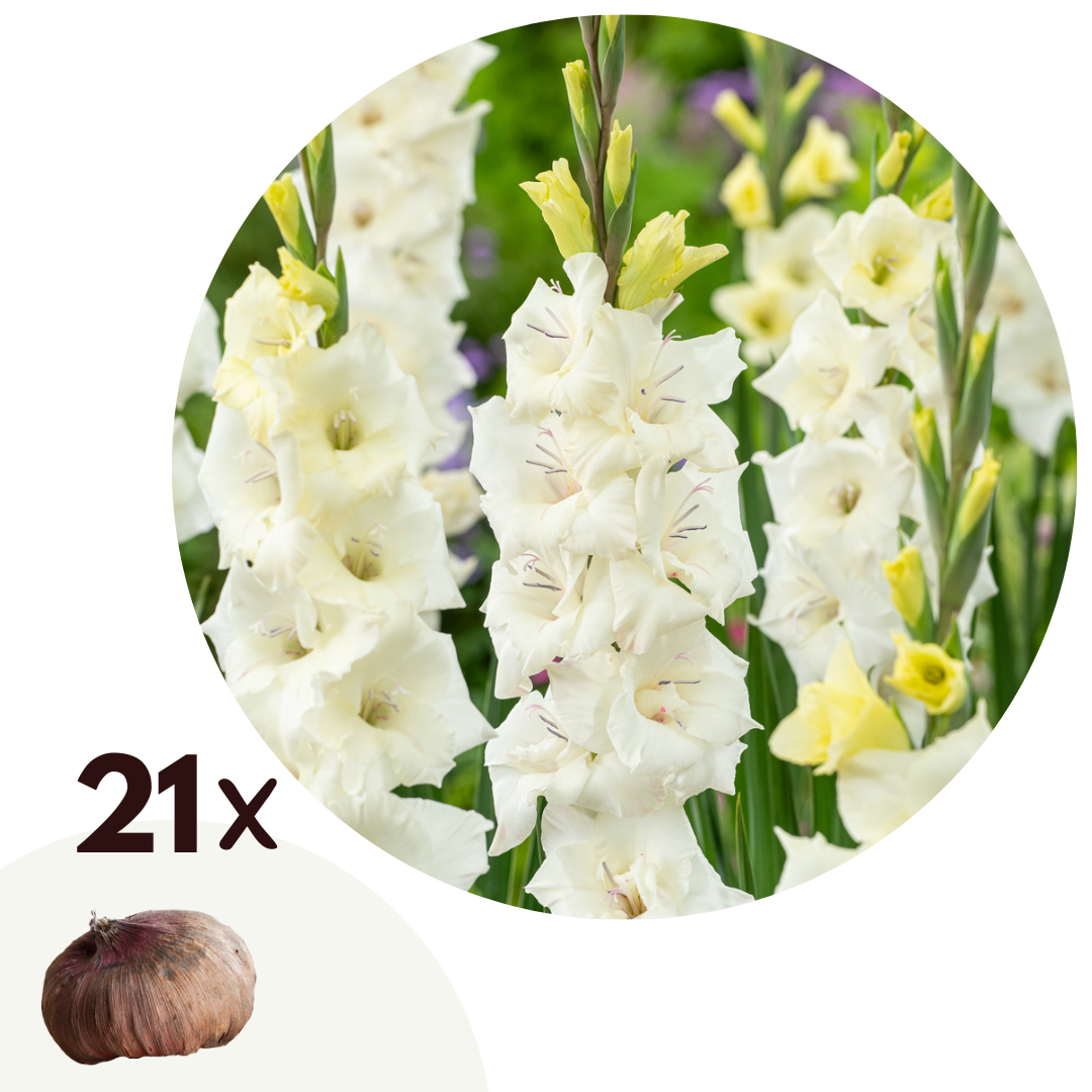 Zwaardlelie - Set van 21 - Gladiolus'Glamini Amber'- Bloembollen - Wit afbeelding