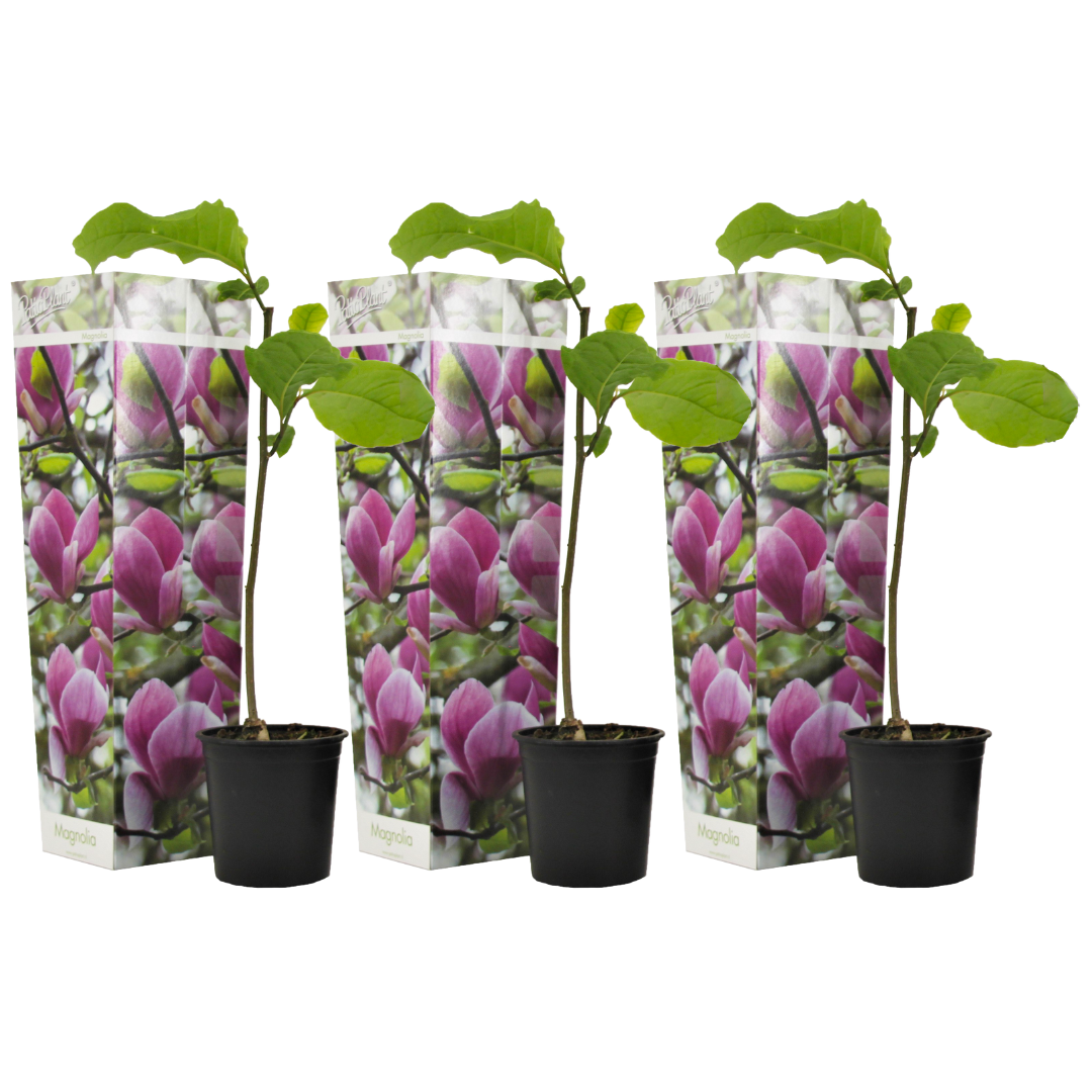 Beverboom - Set van 3 - Magnolia'Susan'- Hoogte 25-40cm -⌀9cm afbeelding