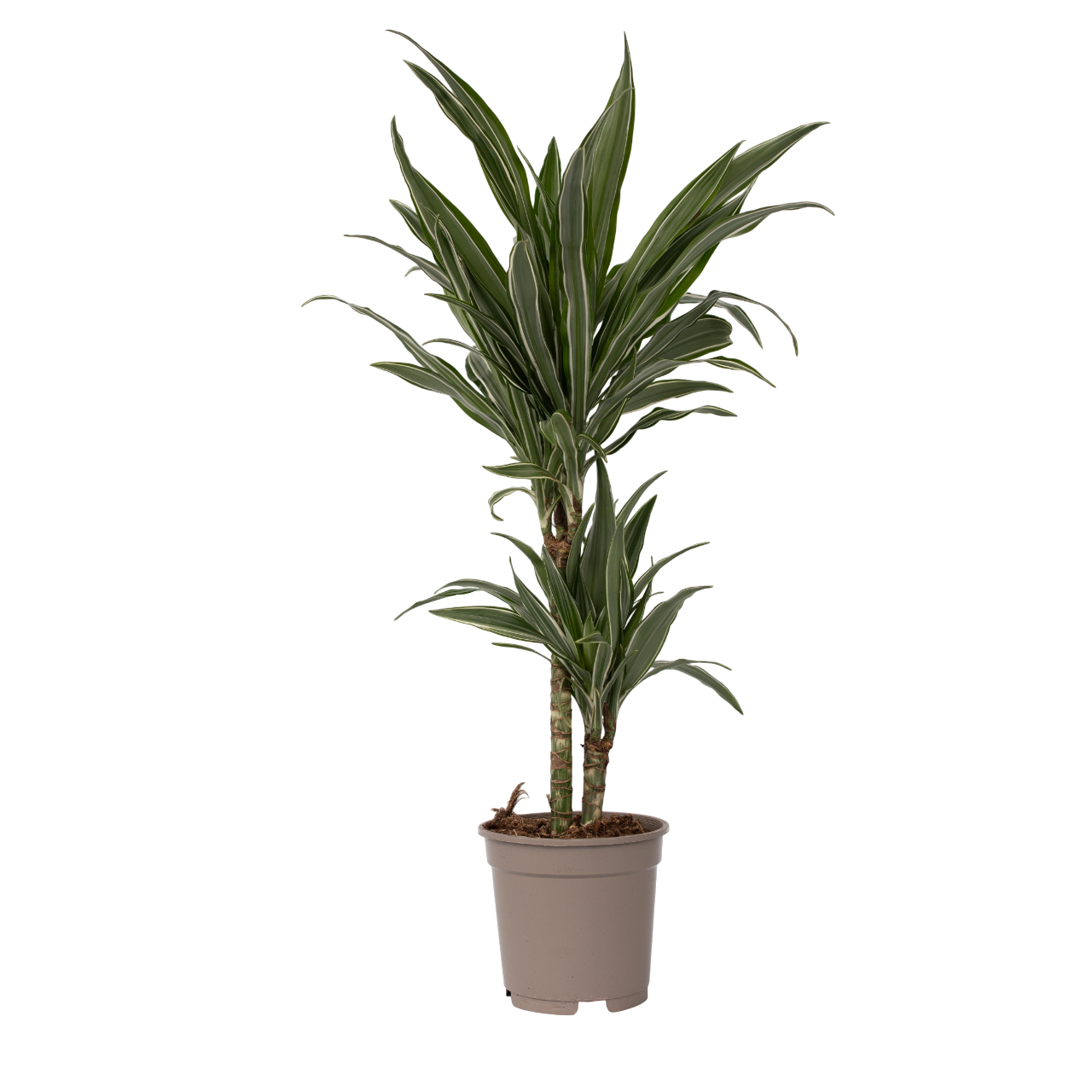 Drakenbloedboom - Dracaena Deremensis'Warneckei'- Hoogte 60-70cm -⌀17cm afbeelding