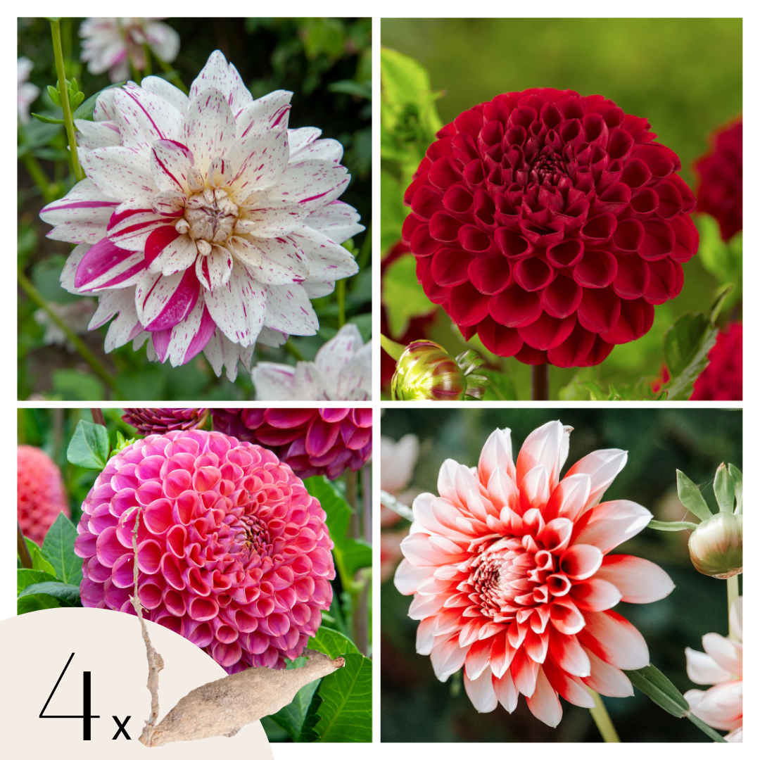 Dahliaknollen - Set van 4 - Dahlia'Bouqet Sunset' afbeelding