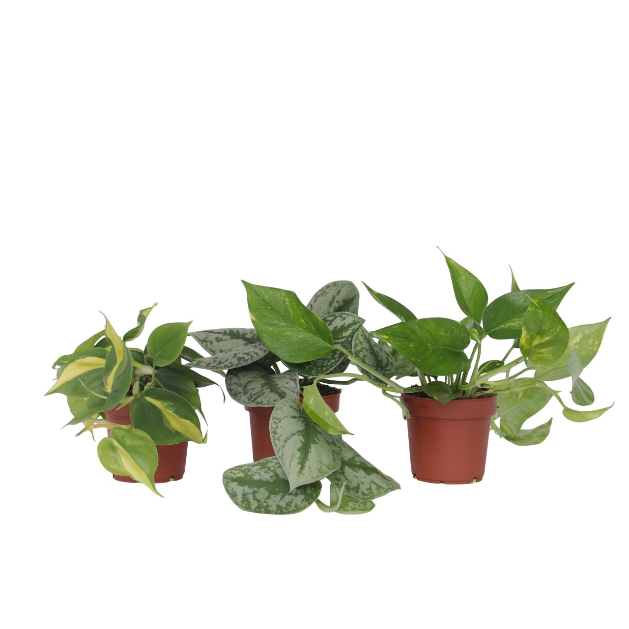 Tropische planten - Set van 3 - Philodendron Epipremnum - Hoogte 25-40cm -⌀12cm afbeelding