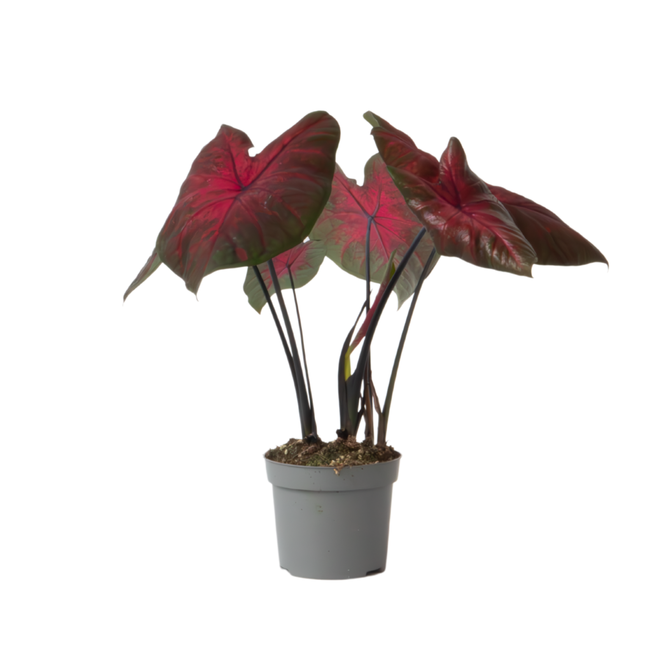 Engelenvleugels - Caladium'Postman Joyner'- Hoogte 25-40cm -⌀12cm afbeelding