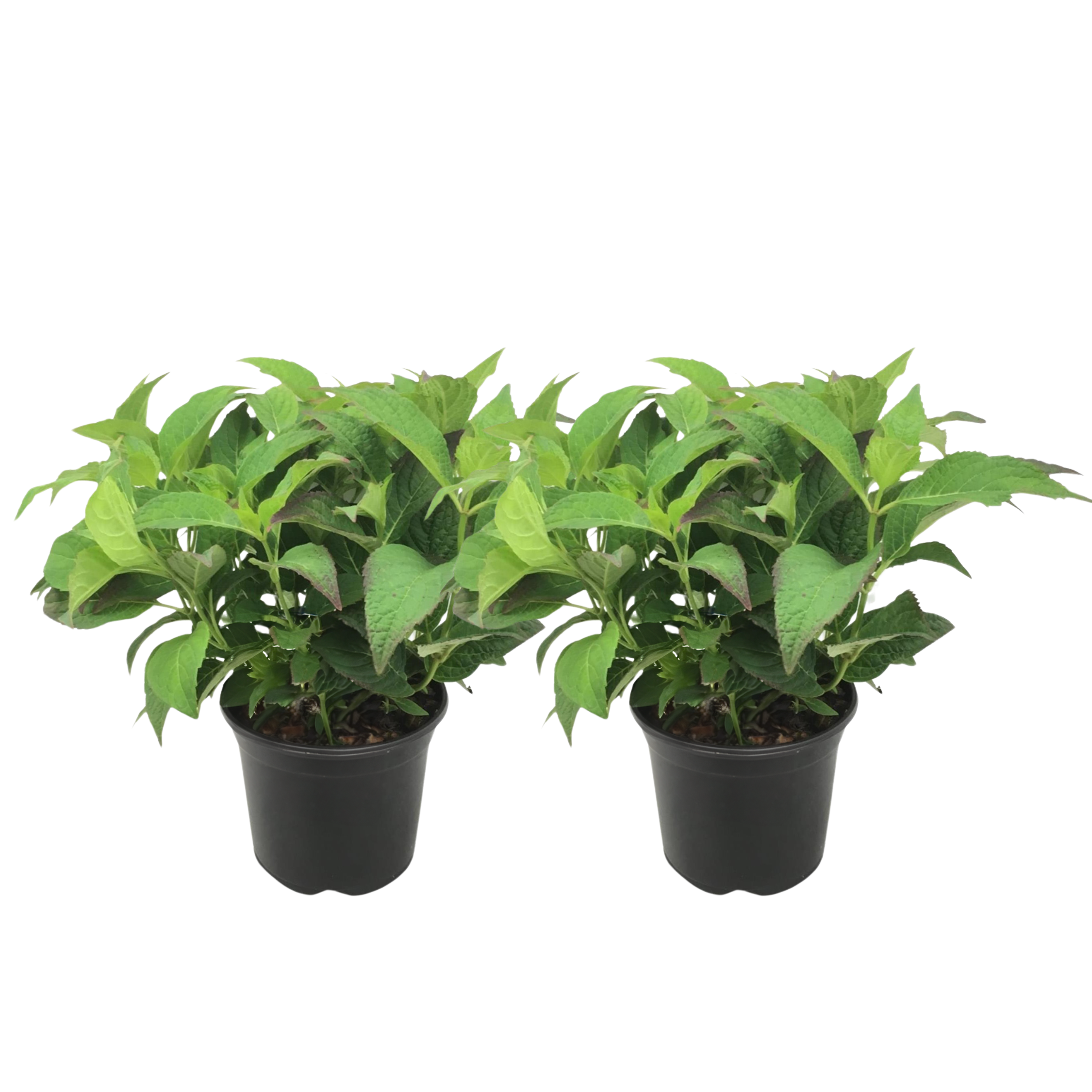 Hortensia - Set van 2 - Hydrangea serrata'Summerglow'- Hoogte 25-40cm -⌀19cm afbeelding
