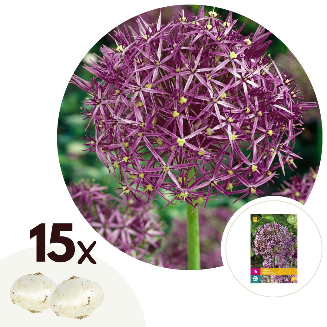 Alliumbollen - Set van 15 - Allium'Christophii'- Bloembollen - Paars afbeelding