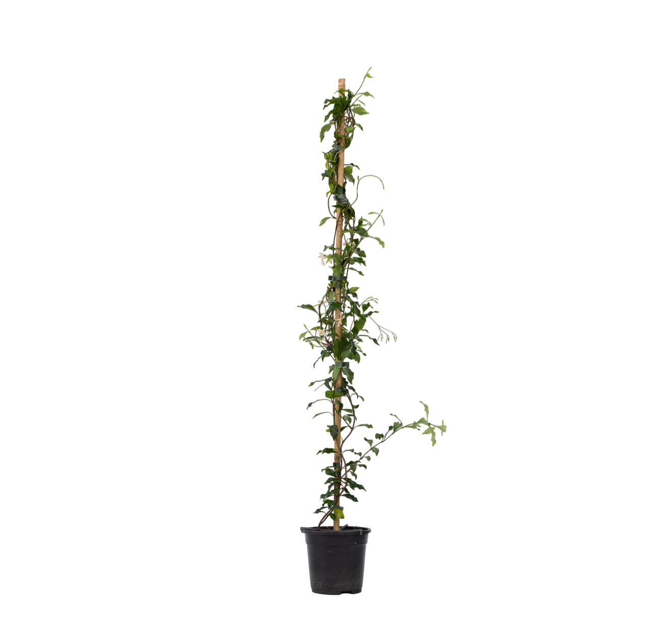 Jasmijn - Trachelospermum jasminoides - Hoogte 110-120cm -⌀17cm afbeelding
