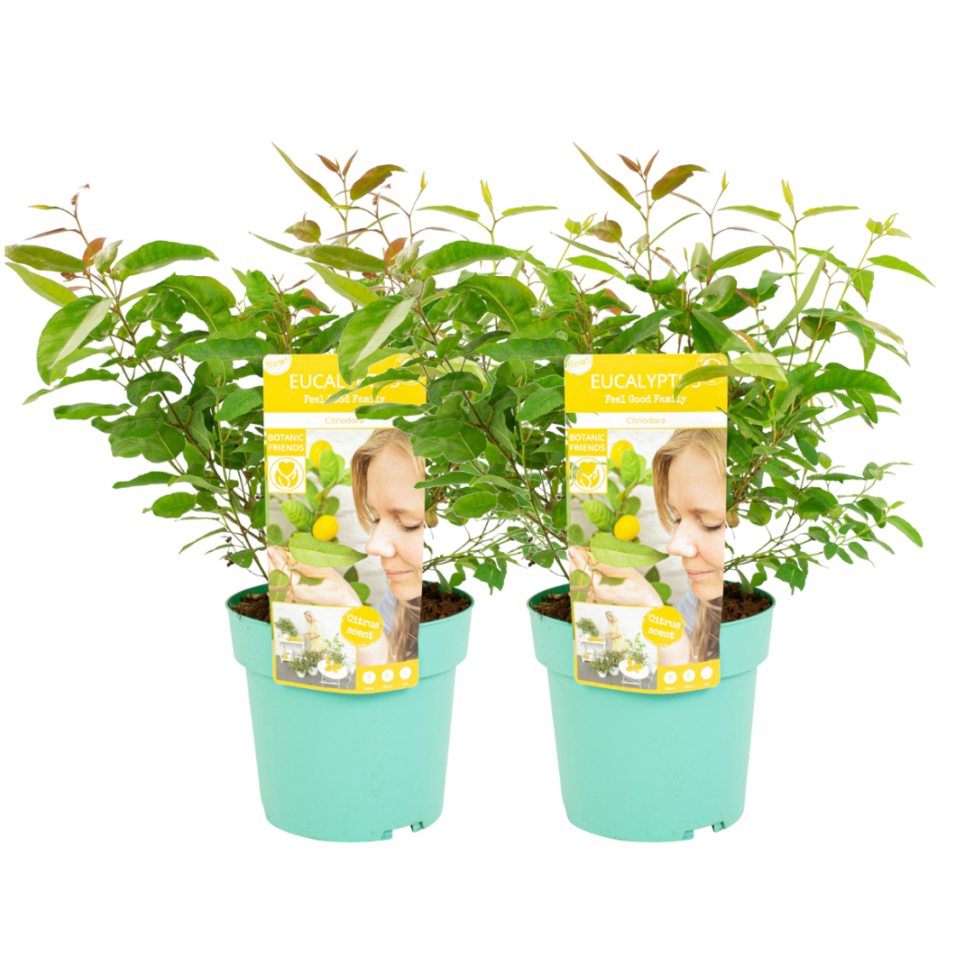 Citroeneucalyptus - Set van 2 - Eucalyptus'Citriodora'- Hoogte 40-50cm -⌀19cm afbeelding