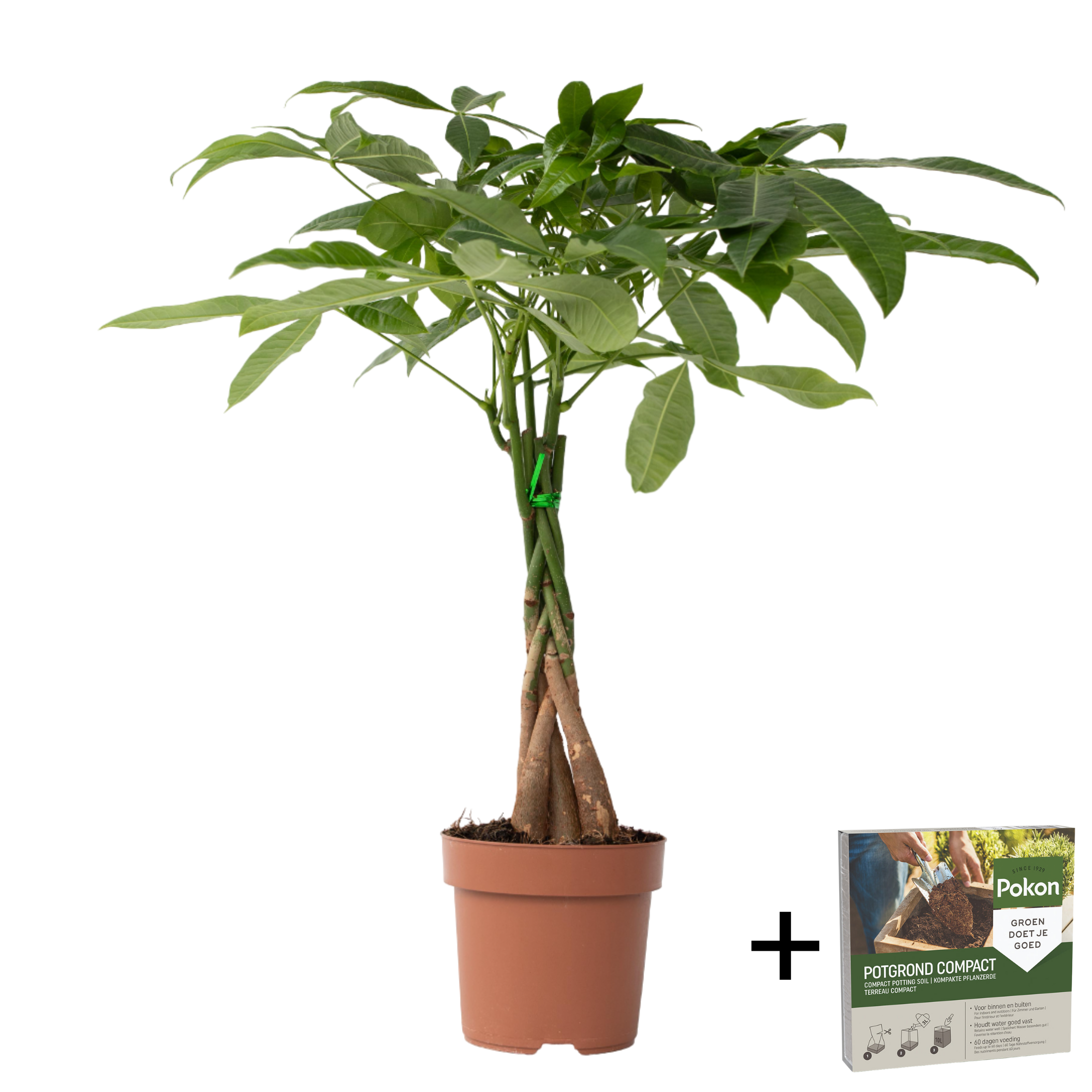 Geldboom - Pachira aquatica - Hoogte 60-70cm -⌀17cm afbeelding
