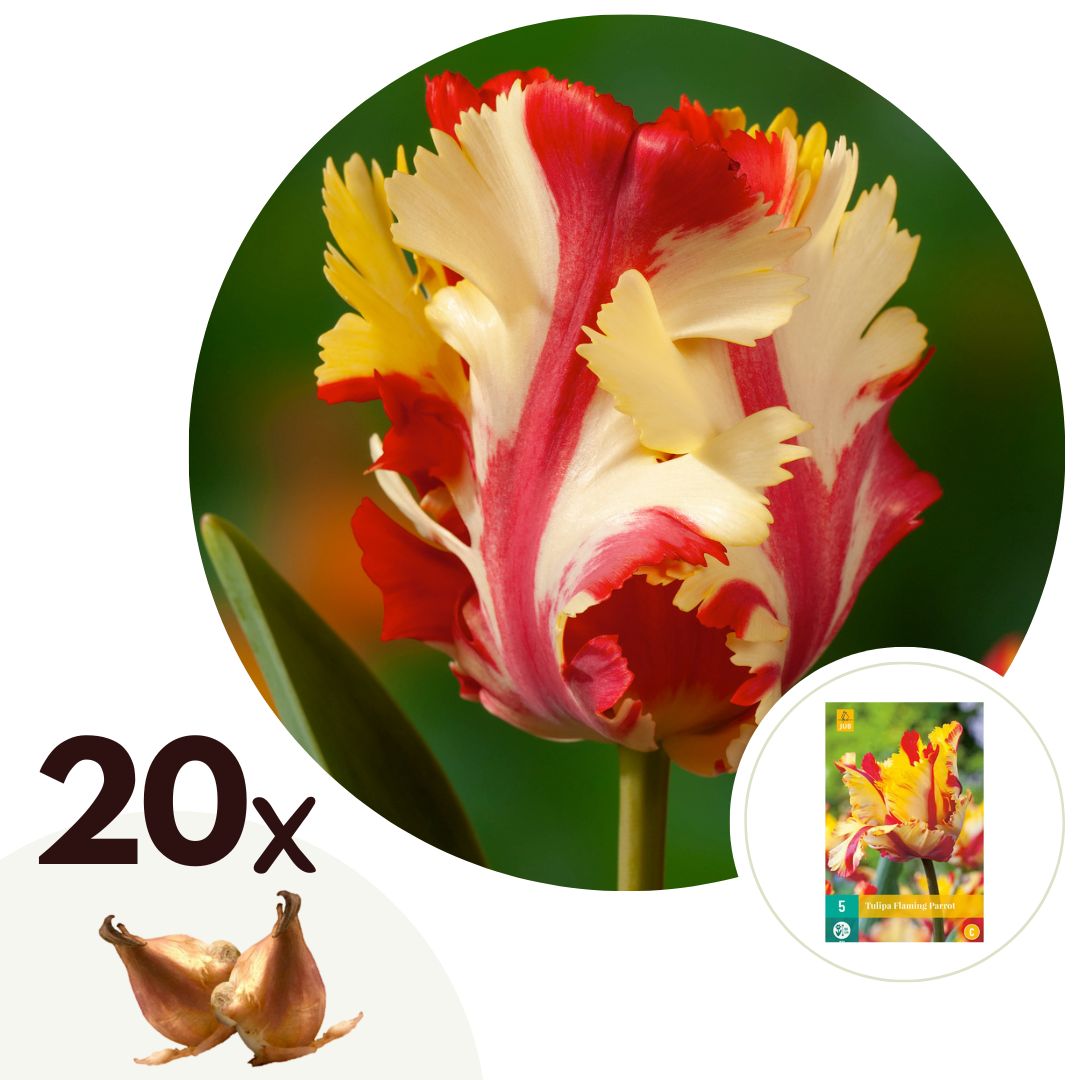 Tulpenbollen - Set van 20 - Tulipa'Flaming Parrot'- Bloembollen - Wit afbeelding
