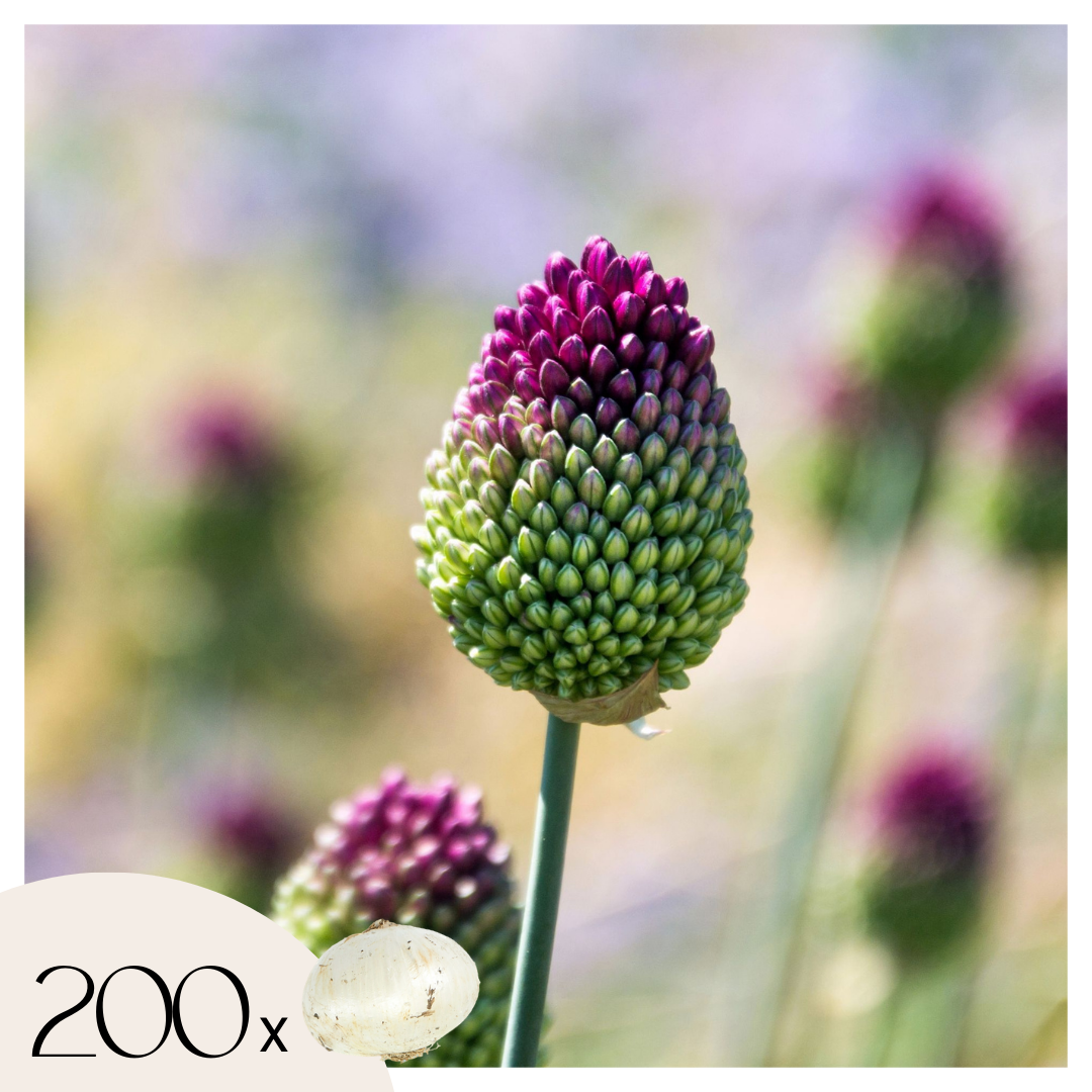 Alliumbollen - Set van 200 - Allium'Sphaerocephalon'- Bloembollen - Paars afbeelding