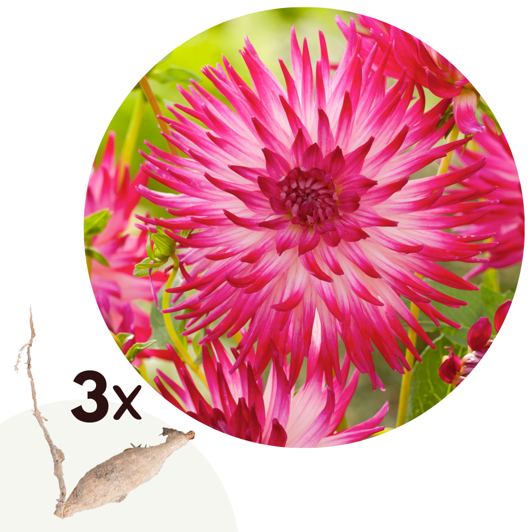 Dahliaknollen - Set van 3 - Dahlia'Dutch Explosion'- Roze afbeelding