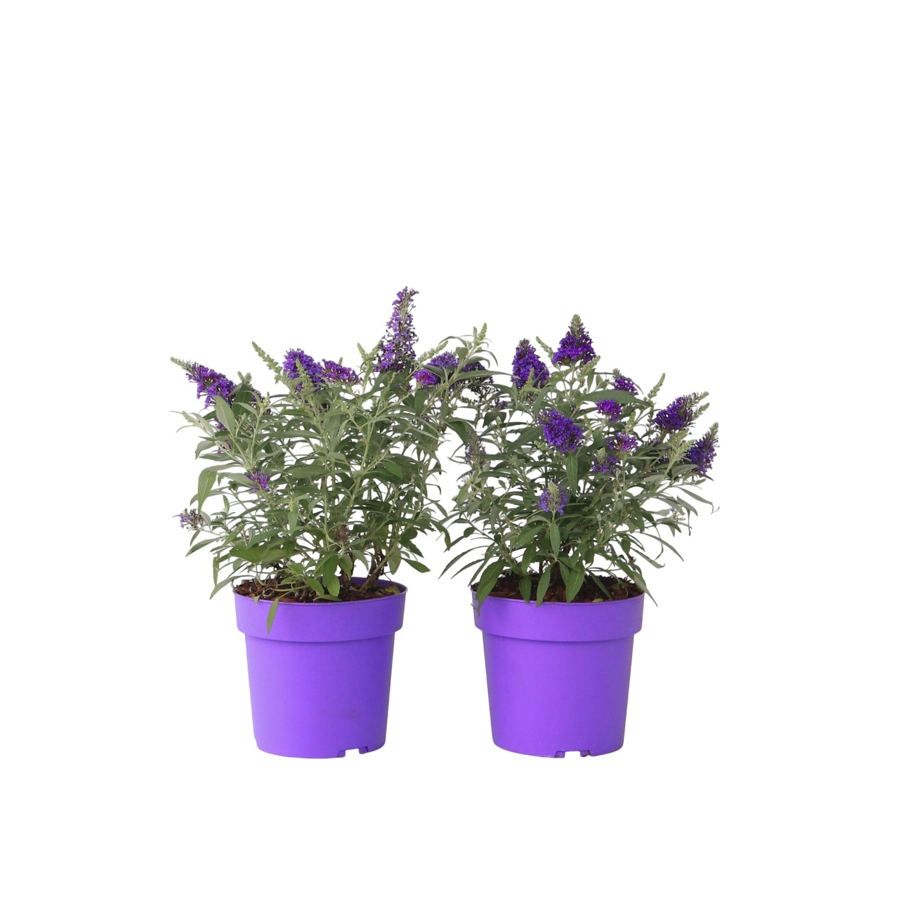 Vlinderstruik - Set van 2 - Buddleja davidii'Candy'- Hoogte 30-40cm -⌀19cm afbeelding