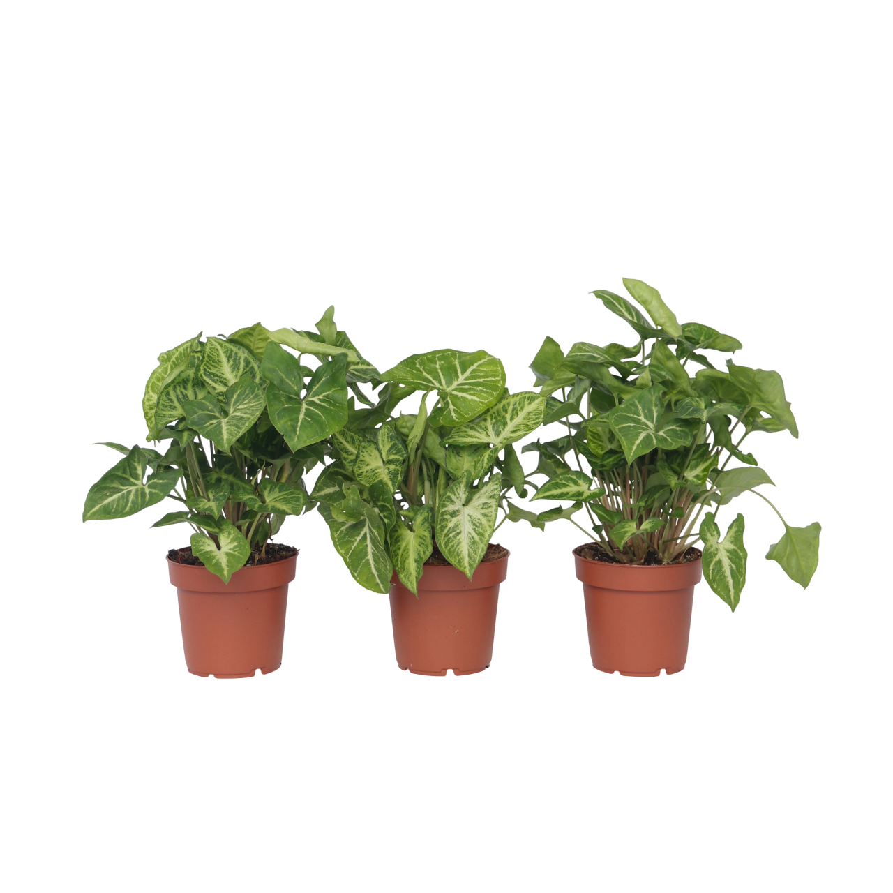 Pijlplant - Set van 3 - Syngonium podophyllum'Pixie'- Hoogte 25-40cm -⌀12cm afbeelding