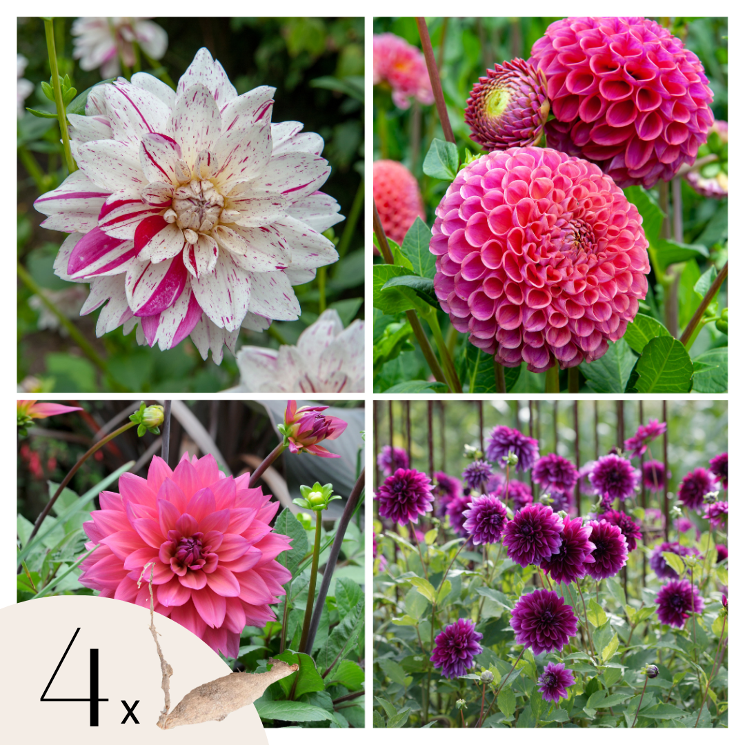 Dahliaknollen - Set van 4 - Dahlia'Bouqet Sunrise' afbeelding