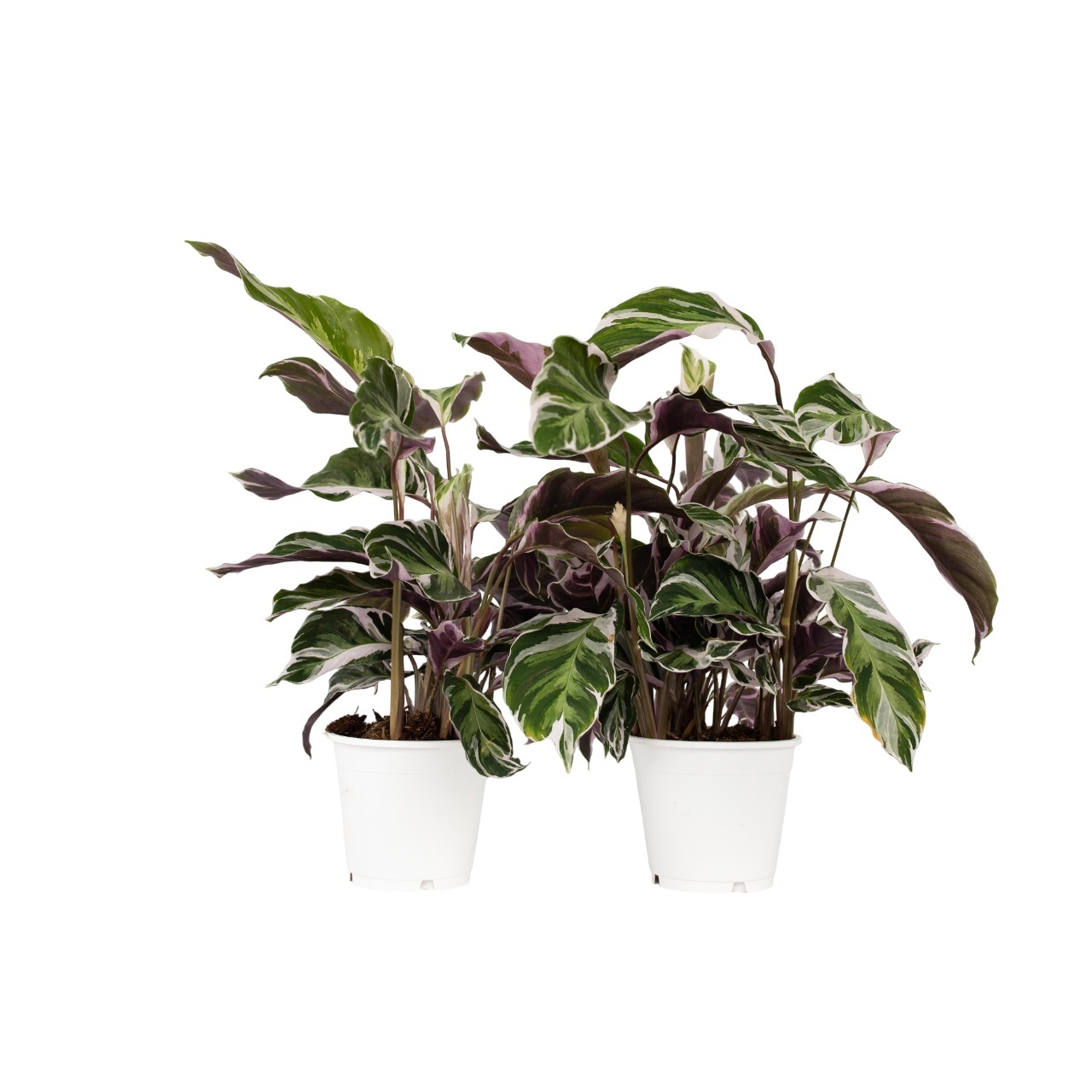 Pauwenplant - Set van 2 - Calathea'White Fusion'- Hoogte 30-40cm -⌀14cm afbeelding