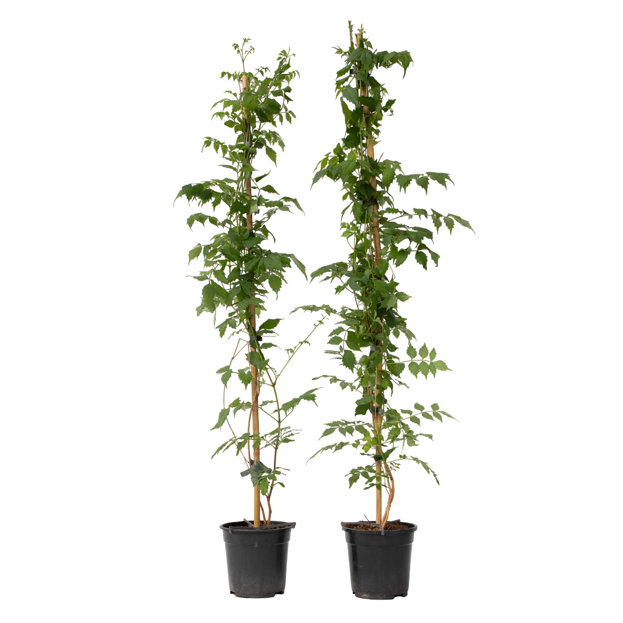 Trompetbloem - Set van 2 - Campsis'Mme Galen'- Hoogte 110-120cm -⌀17cm afbeelding