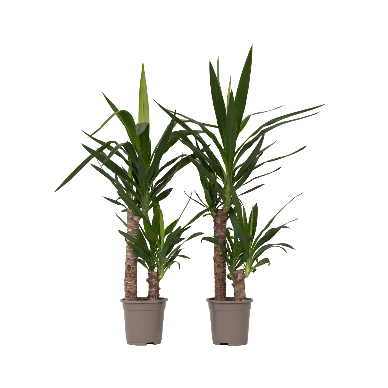 Palmlelie - Set van 2 - Yucca elephantipes - Hoogte 70-80cm -⌀17cm afbeelding