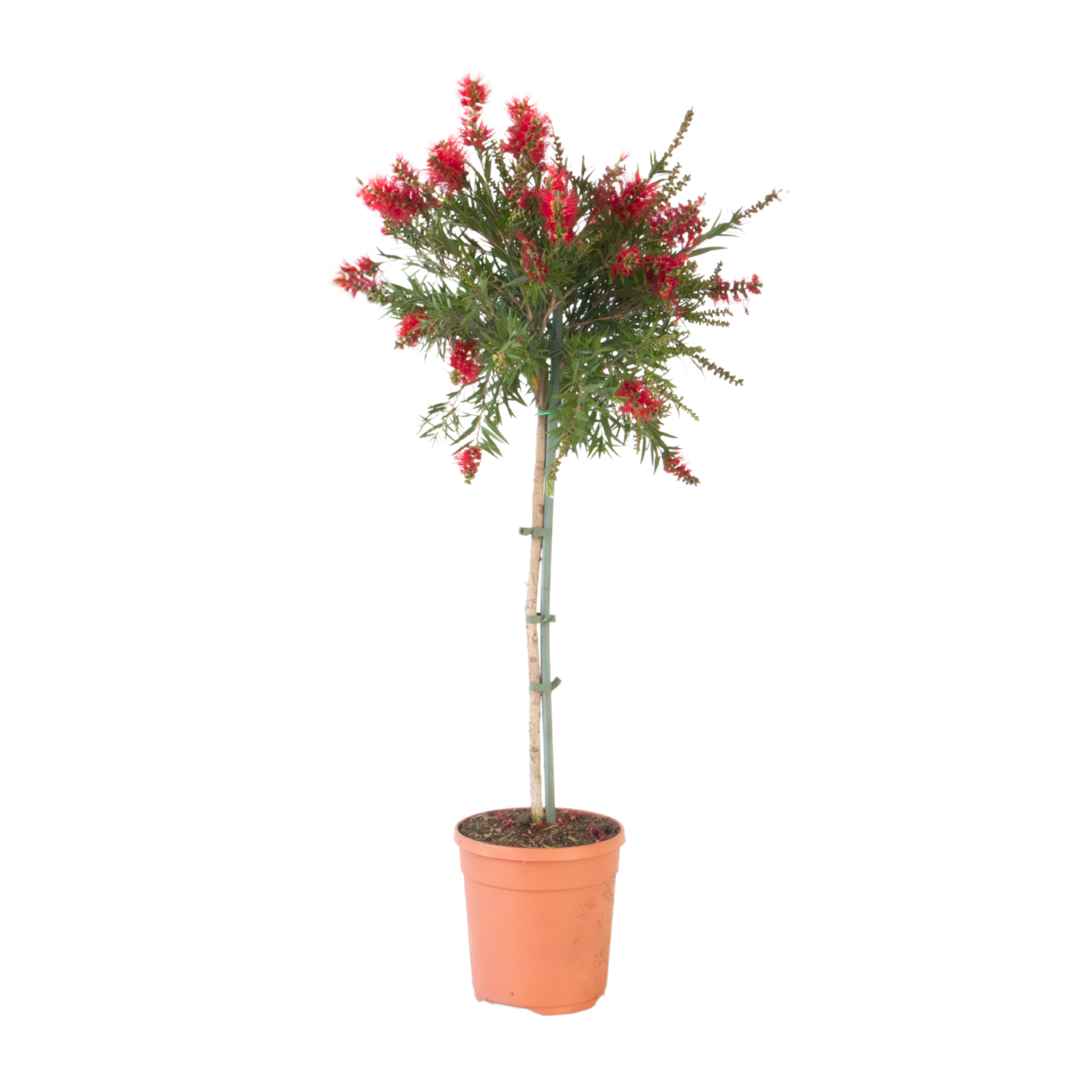 Lampenpoetsersplant - Callistemon citrinus'Splendens'- Hoogte 90-110cm -⌀21cm afbeelding