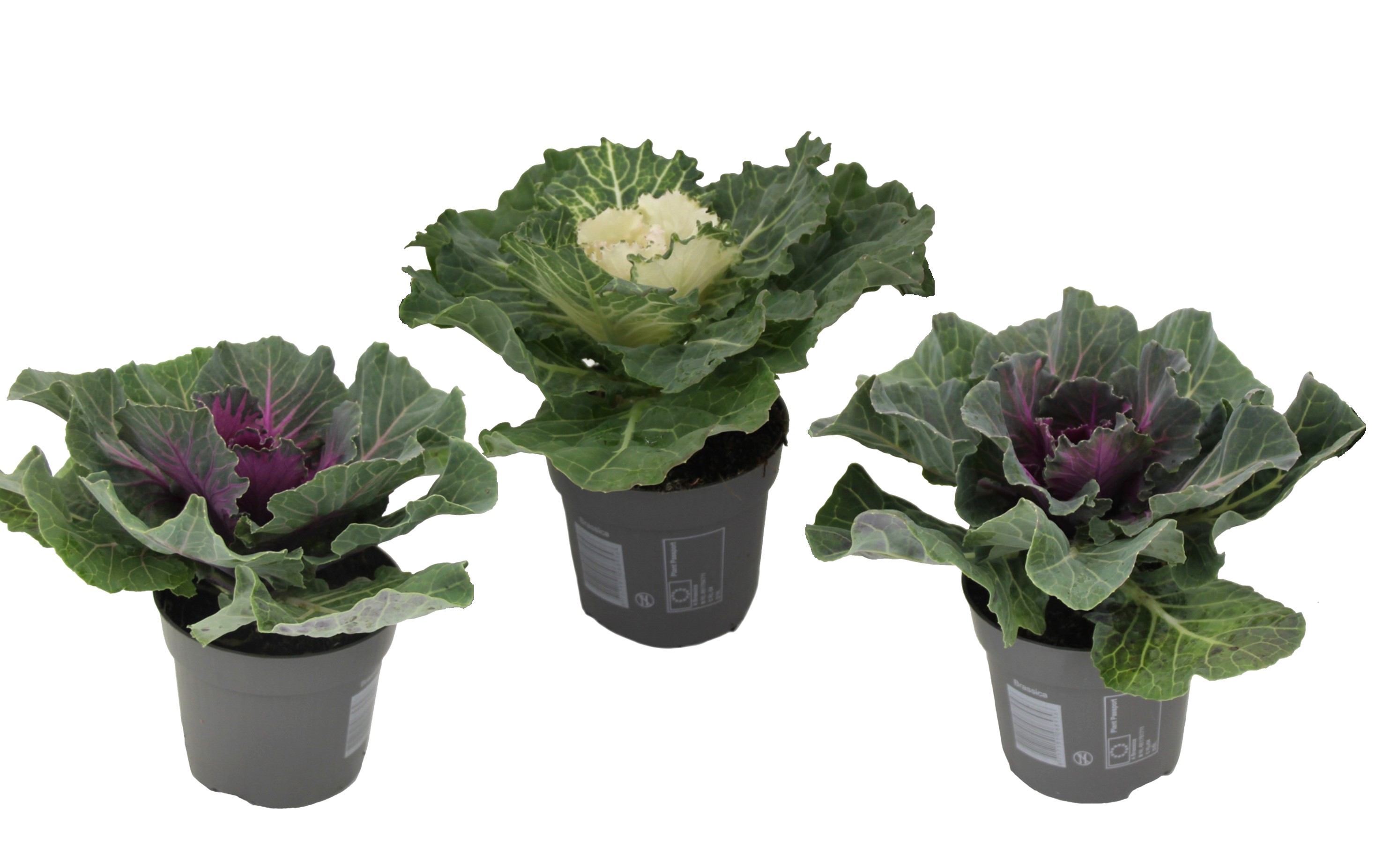 Sierkool - Set van 3 - Brassica oleracea - Hoogte 10-20cm -⌀10,5cm afbeelding