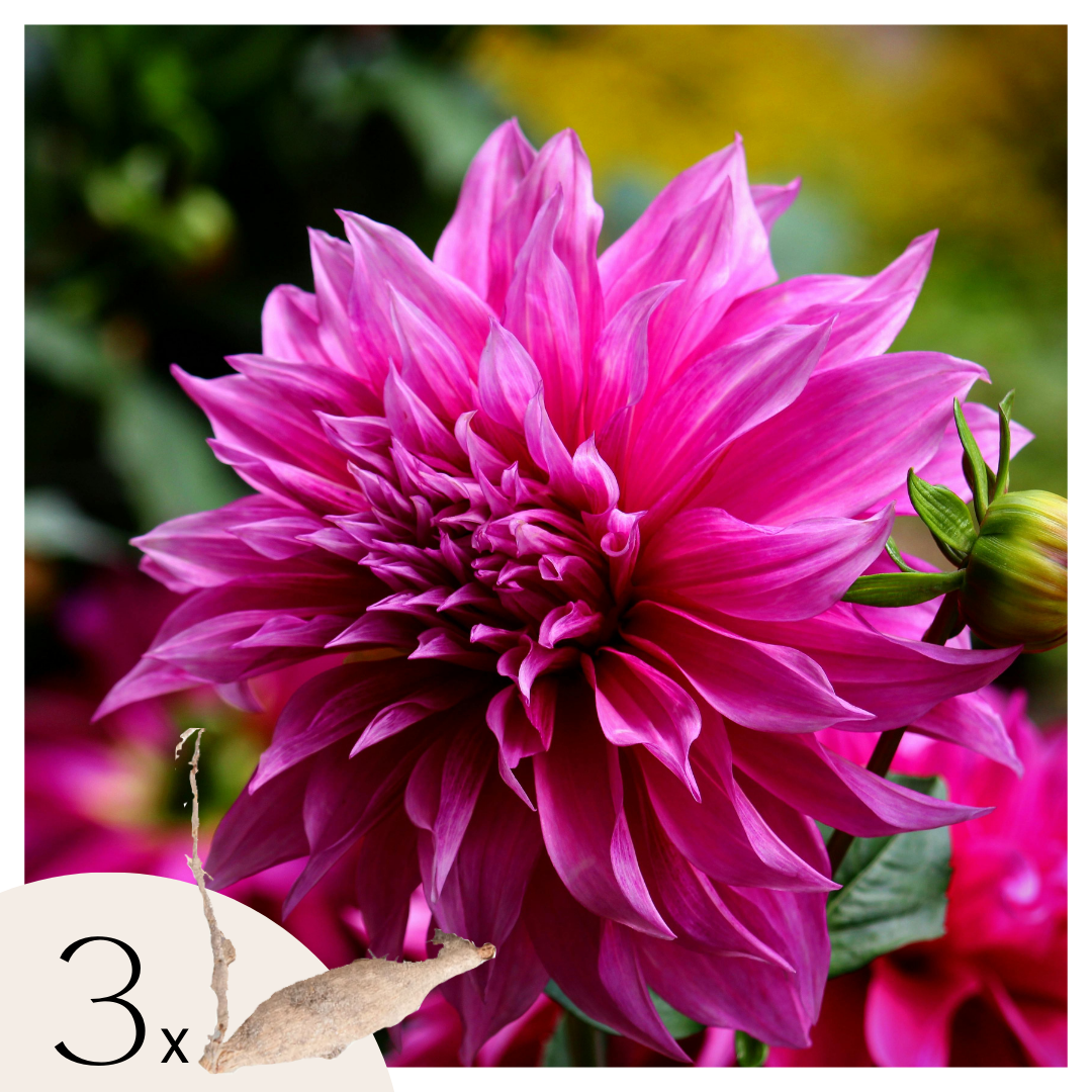 Dahliaknollen - Set van 3 - Dahlia'Café au lait Rosé'- Roze afbeelding