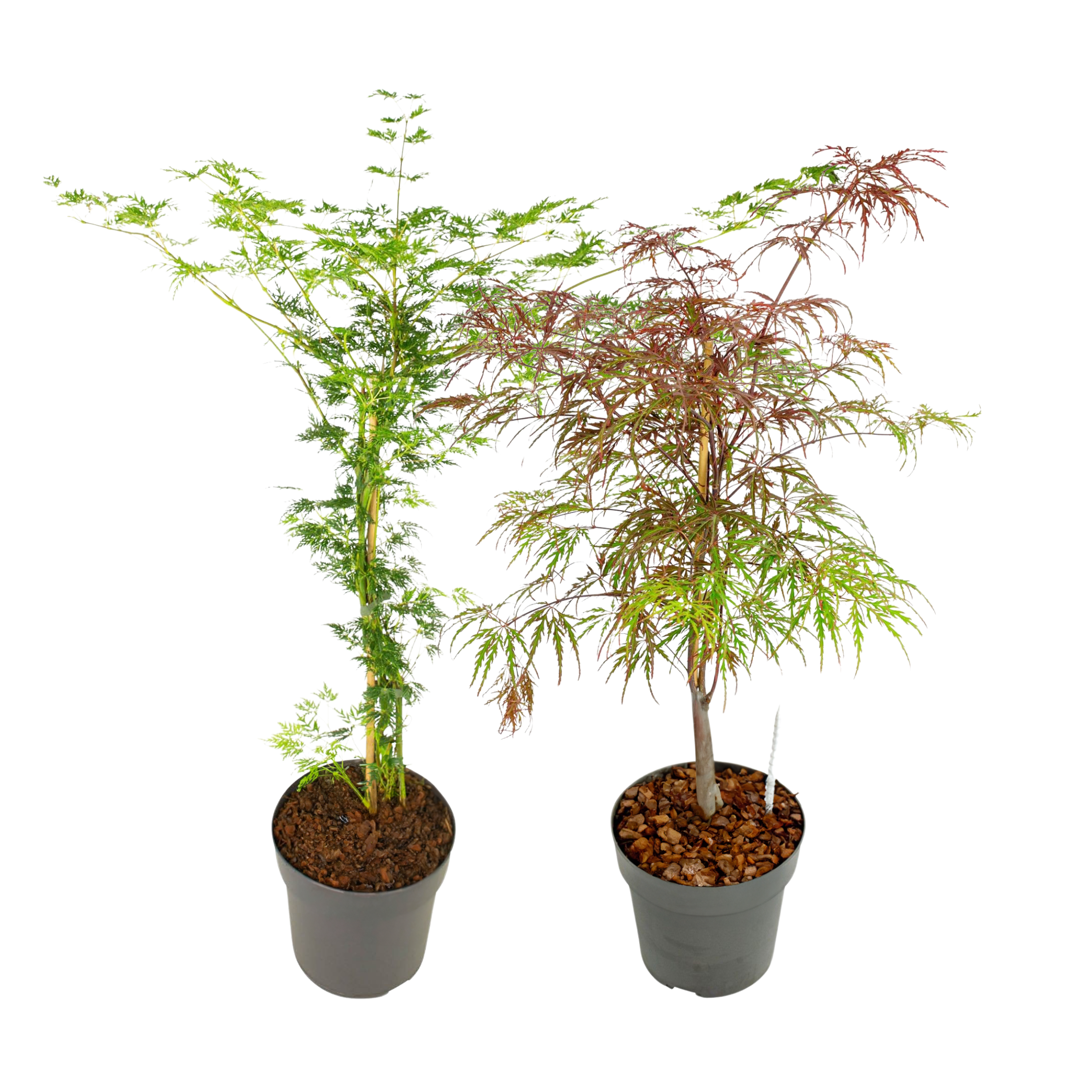 Japanse Esdoorn - Set van 2 - Acer Garnet, Emerald Lace - Hoogte 60-70cm -⌀19cm afbeelding