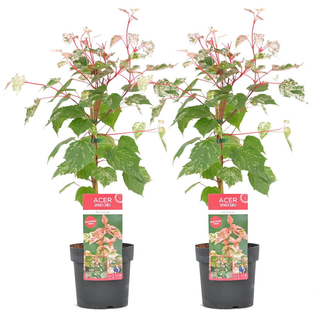 Japanse Esdoorn - Set van 2 - Acer'Red Flamingo'- Hoogte 50-60cm -⌀19cm afbeelding