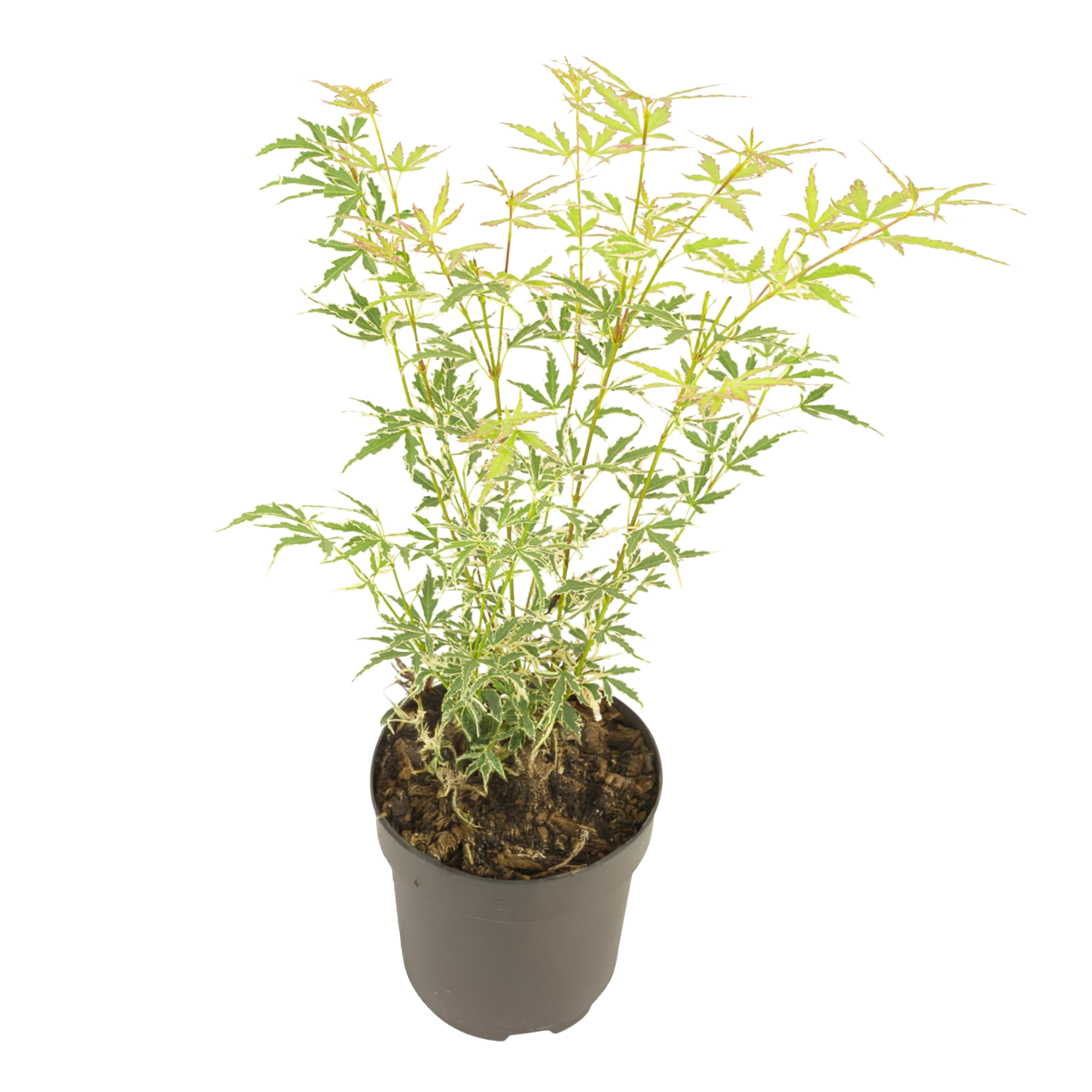 Japanse Esdoorn - Acer palmatum'Butterfly'- Hoogte 35-55cm -⌀15cm afbeelding