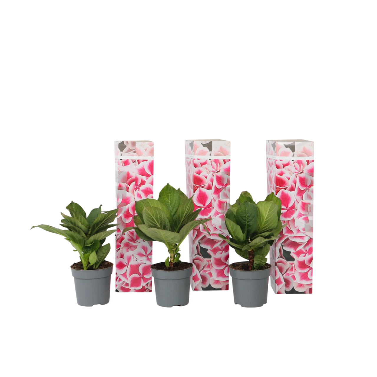 Bolhortensia - Set van 3 - Hydrangea'Camilla'- Hoogte 25-40cm -⌀9cm afbeelding