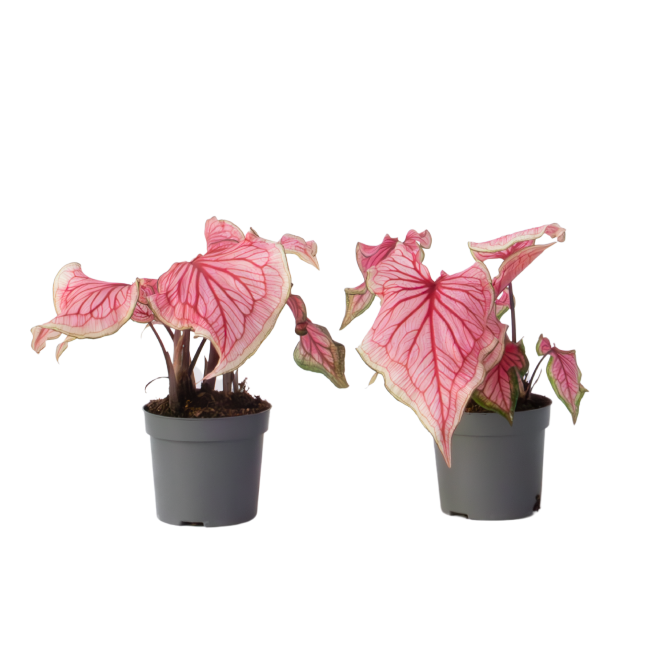 Engelenvleugels - Set van 2 - Caladium'Sweetheart'- Hoogte 25-40cm -⌀12cm afbeelding