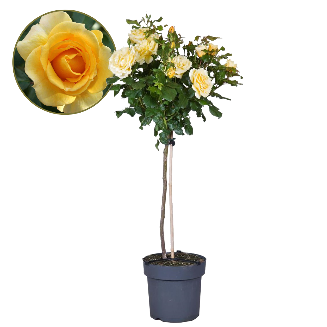 Stamroos - Rosa palace‘Mysore’ - Hoogte 80-100cm - ⌀19cm afbeelding