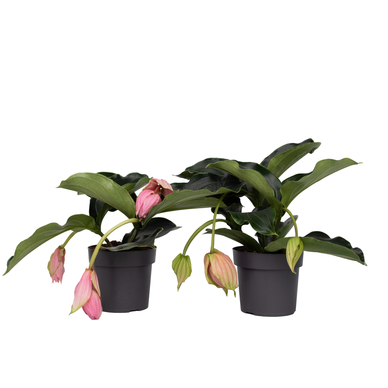 Trosbloem - Set van 2 - Medinilla magnifica - Hoogte 40-50cm -⌀17cm afbeelding
